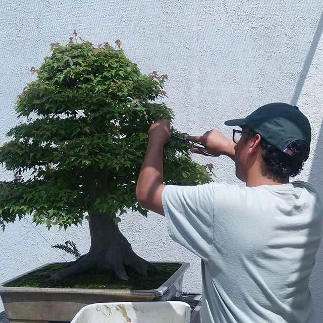 Check out the latest blog post from our 2018 intern, David Rizwan. Follow along as David documents his life as an apprentice at the National Bonsai &amp; Penjing Museum. This week's challenge: Tackling rapid growth on trees sparked by the humid D.C. 