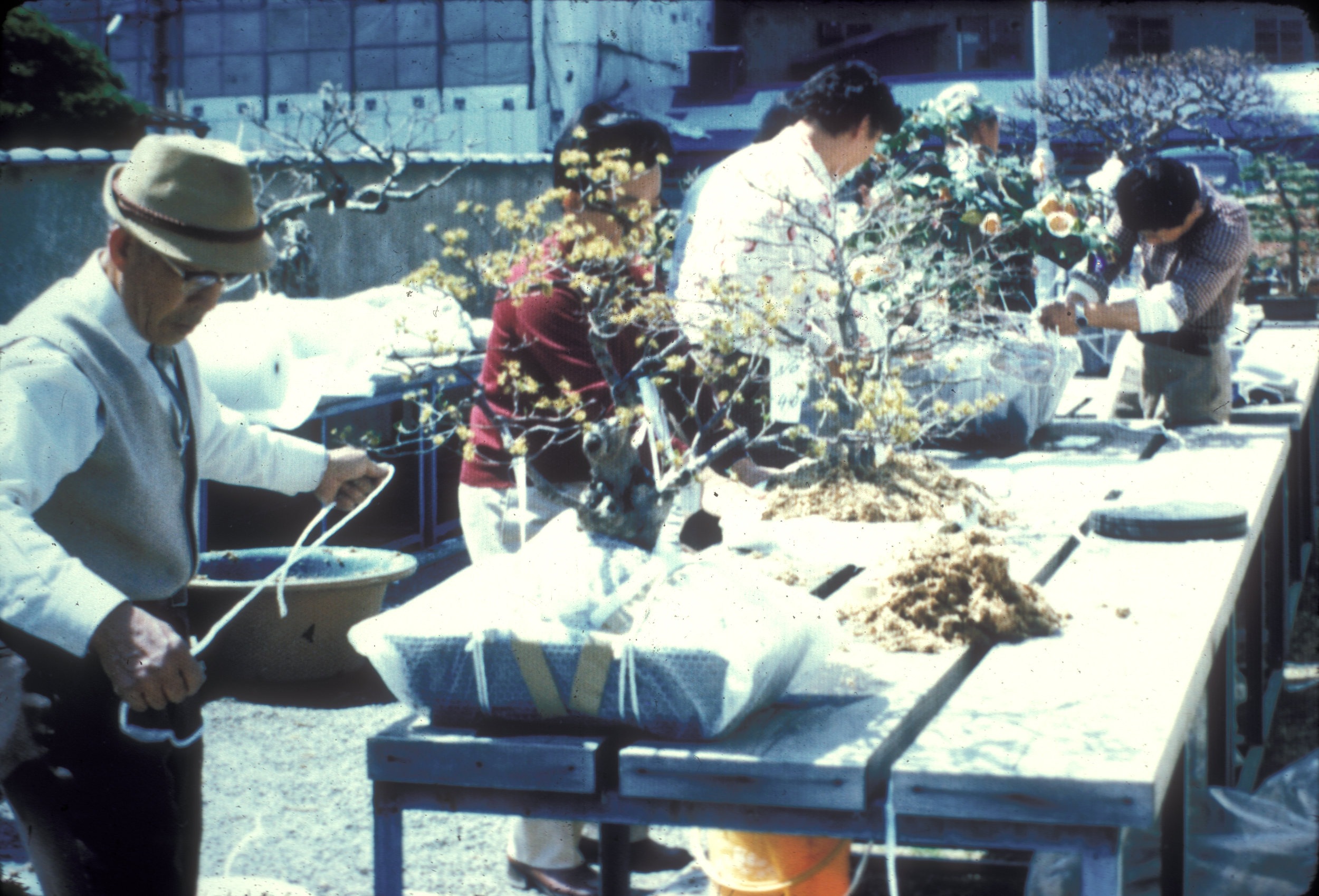 Japanese prepare for shipment of bonsai gift (1976).