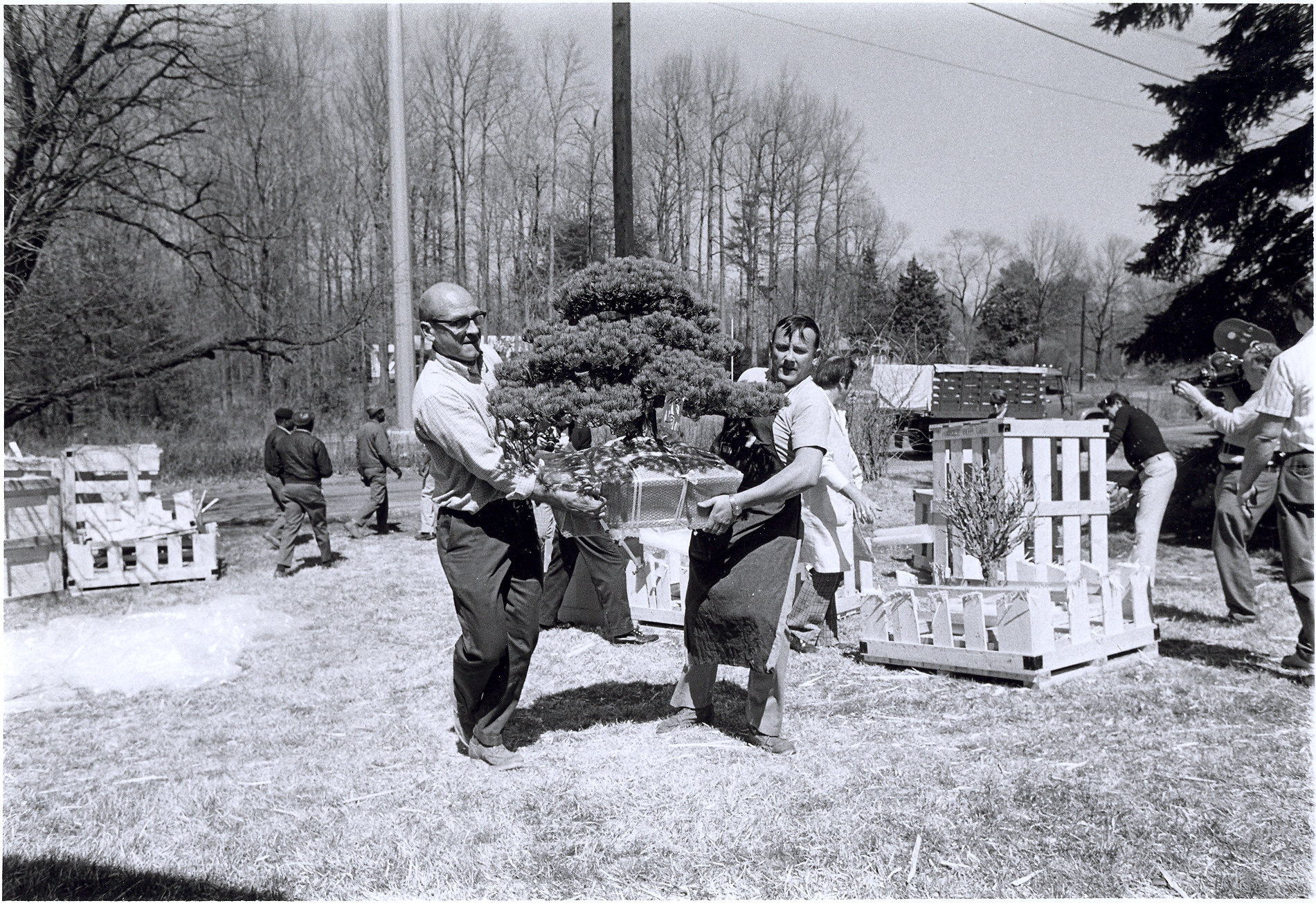 Copy of Arrival of Bonsai from Japan