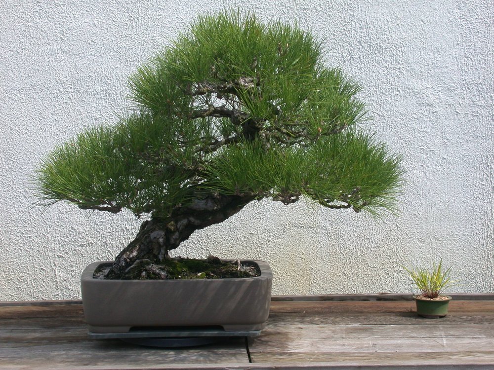 Japanese Collection  National Bonsai Foundation