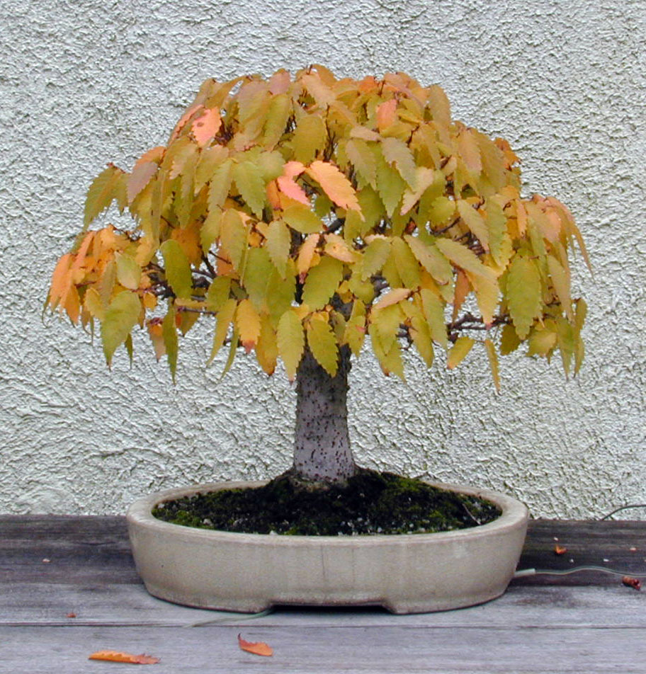 Japanese zelkova