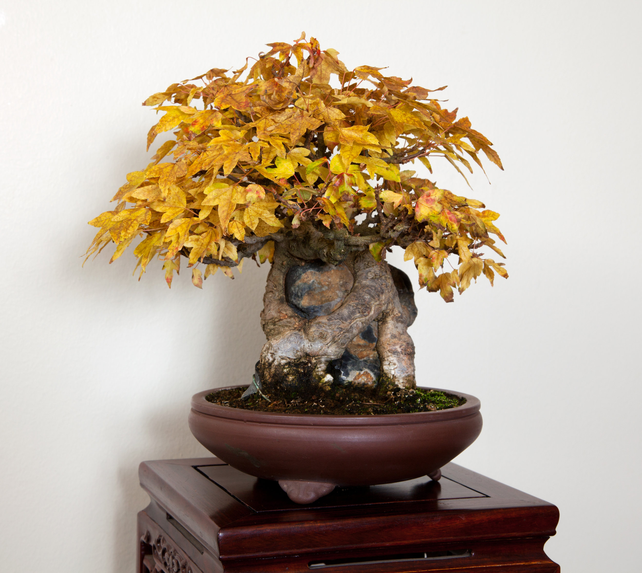 Trident maple