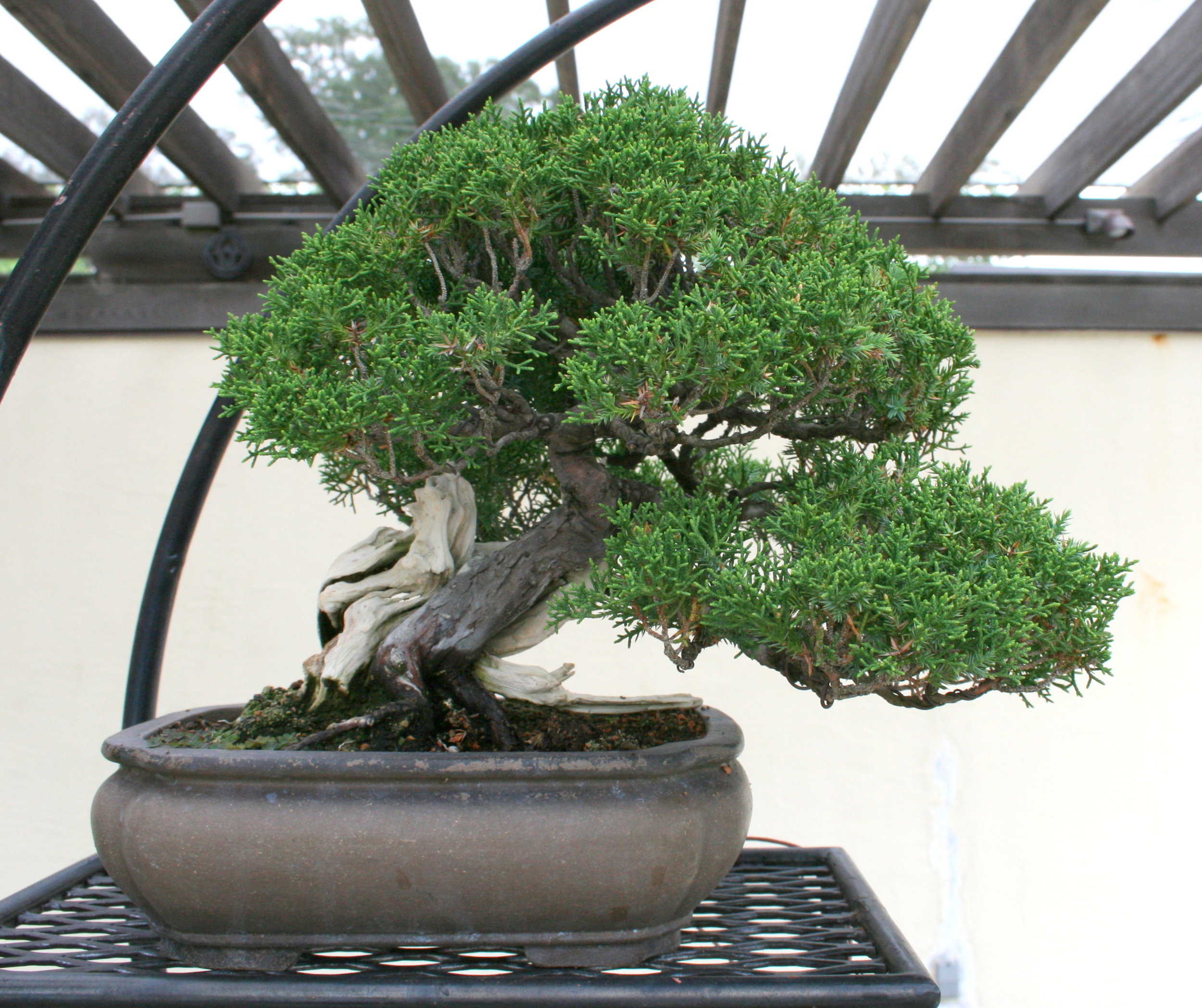 Chinese juniper