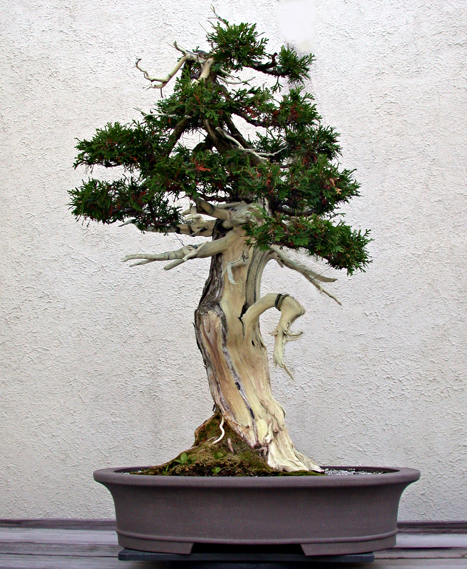 Northern White-cedar 