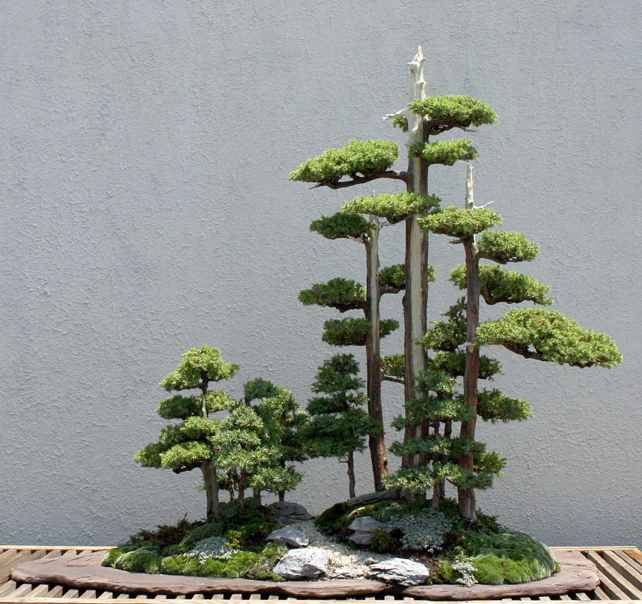 Chinese Juniper