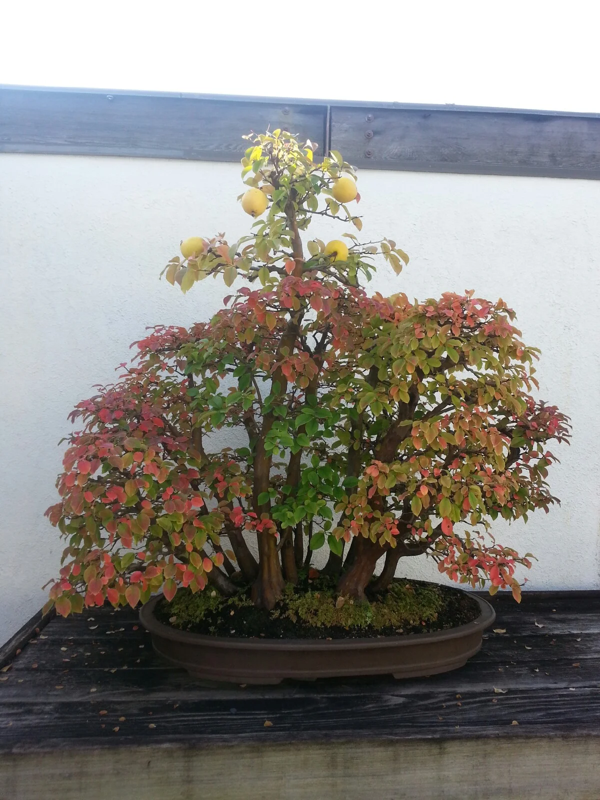 Chinese-quince
