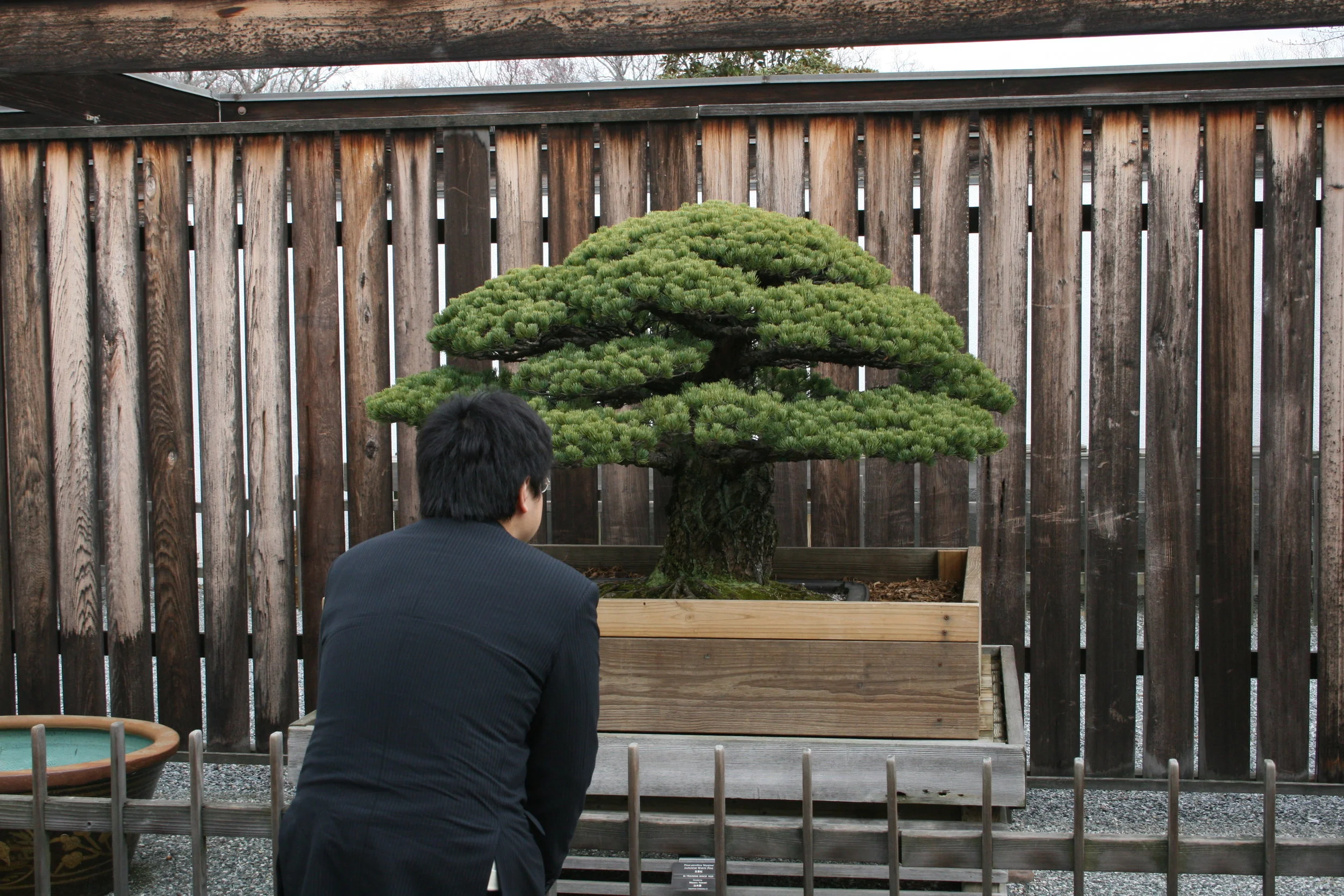 Yamaki Pine — National Bonsai Foundation