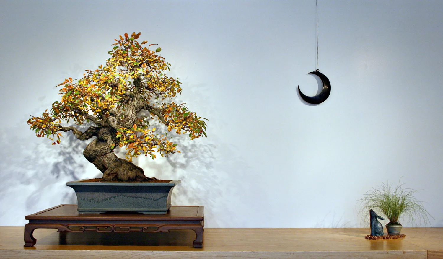Media Coverage  National Bonsai Foundation