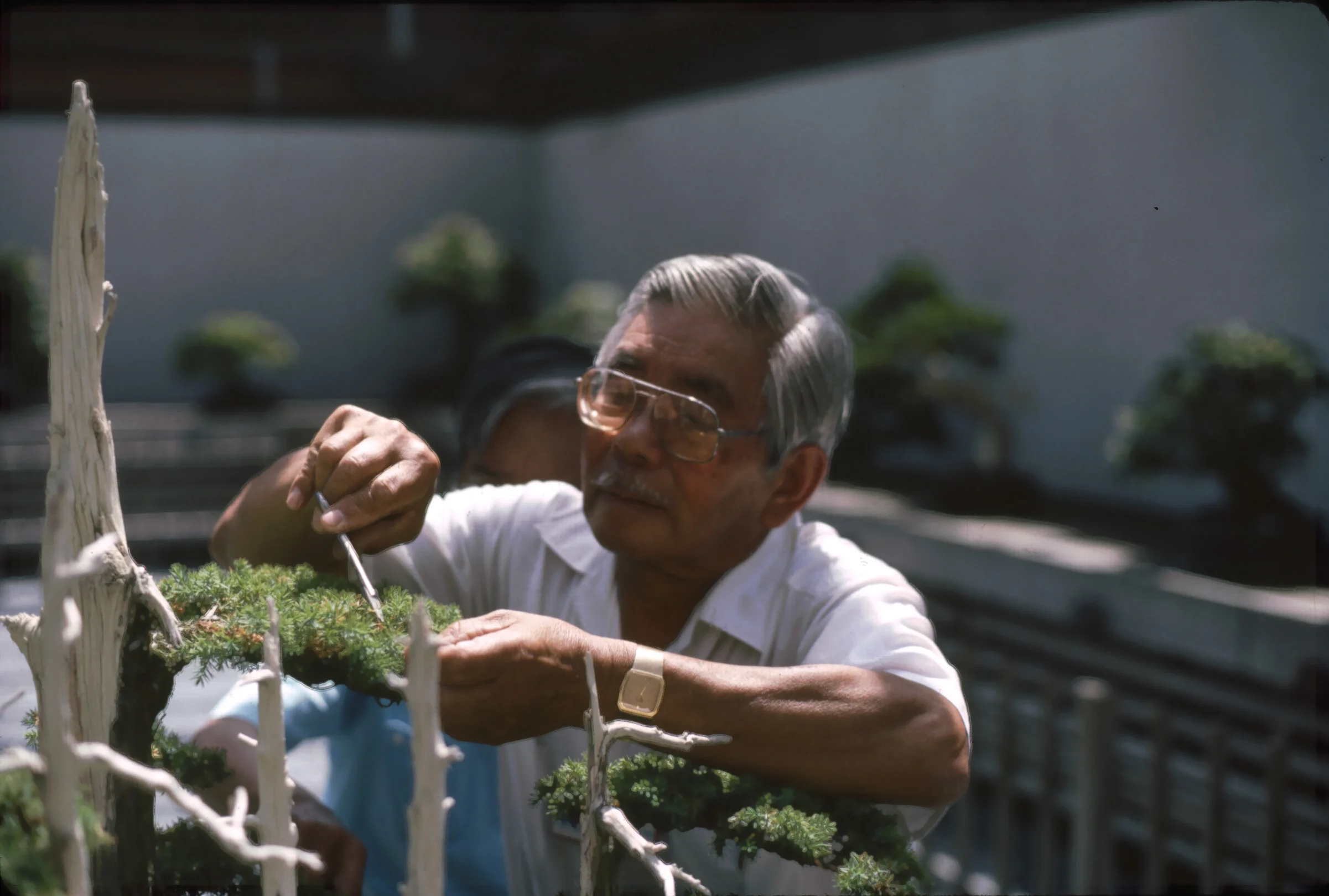 John Naka pruning "Goshin"
