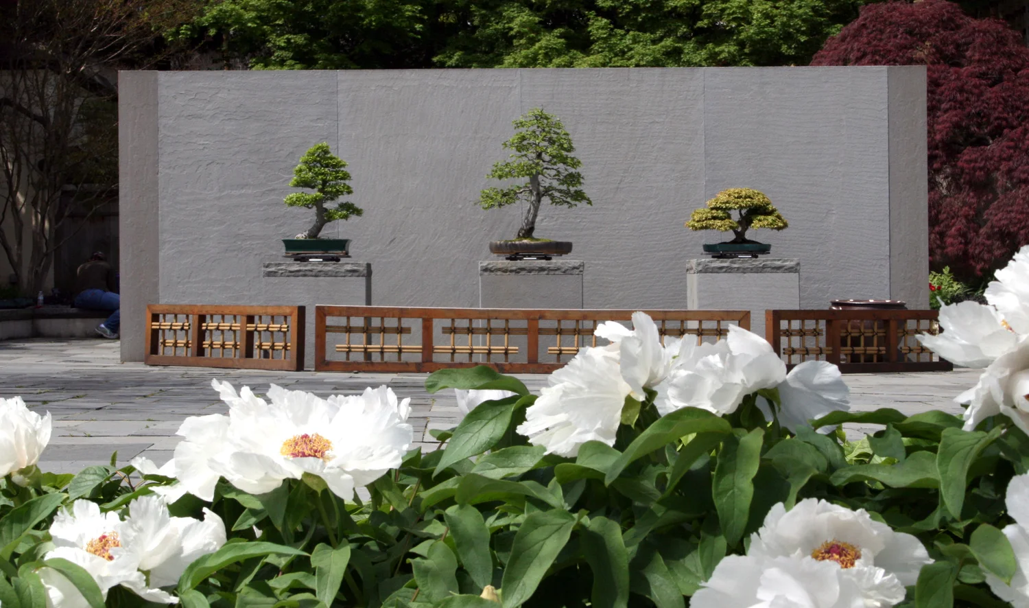 The Museum  National Bonsai Foundation