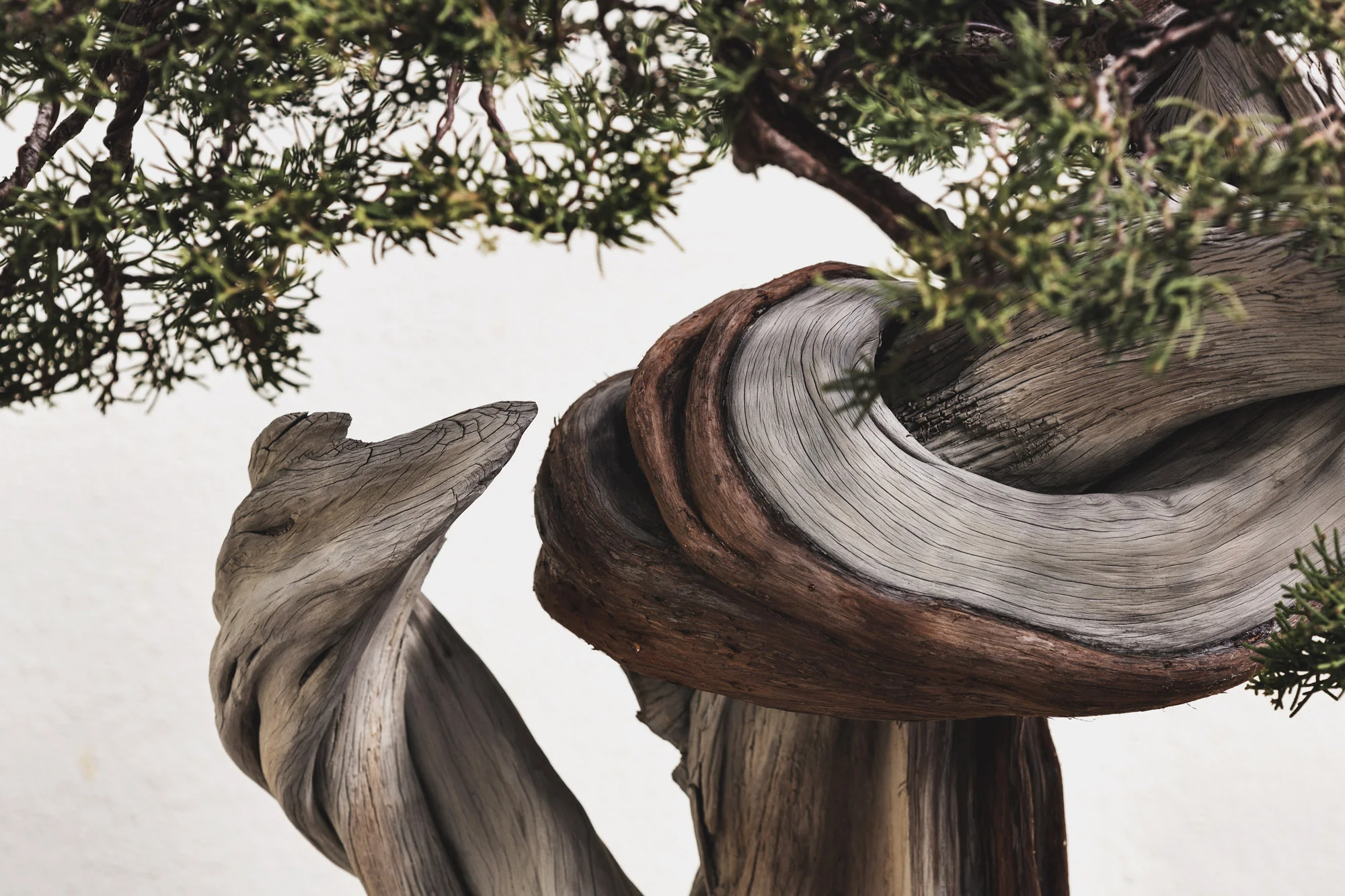 voss-bonsai003.jpg
