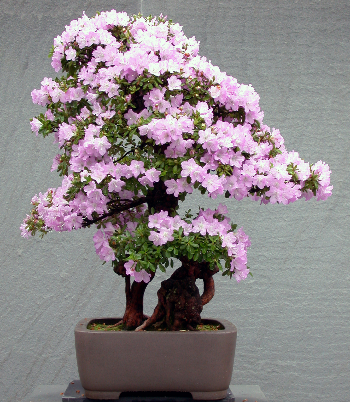 Test with Ked — National Bonsai Foundation
