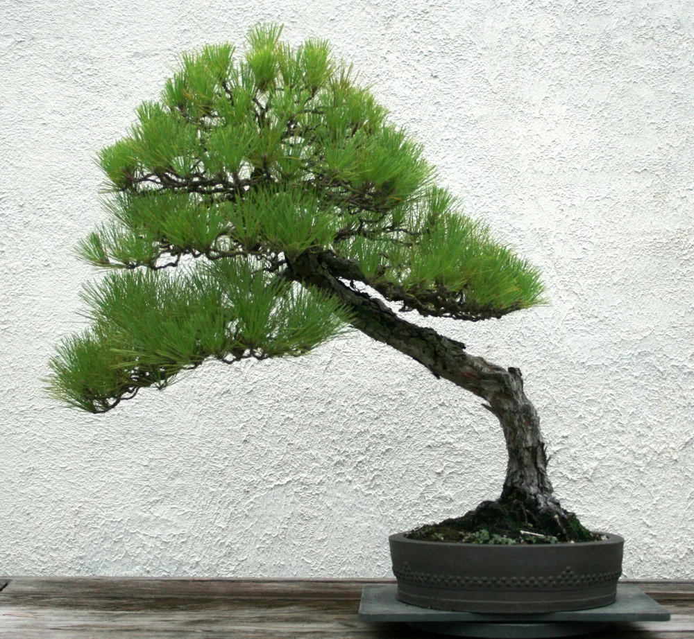 Japanese Collection — National Bonsai Foundation