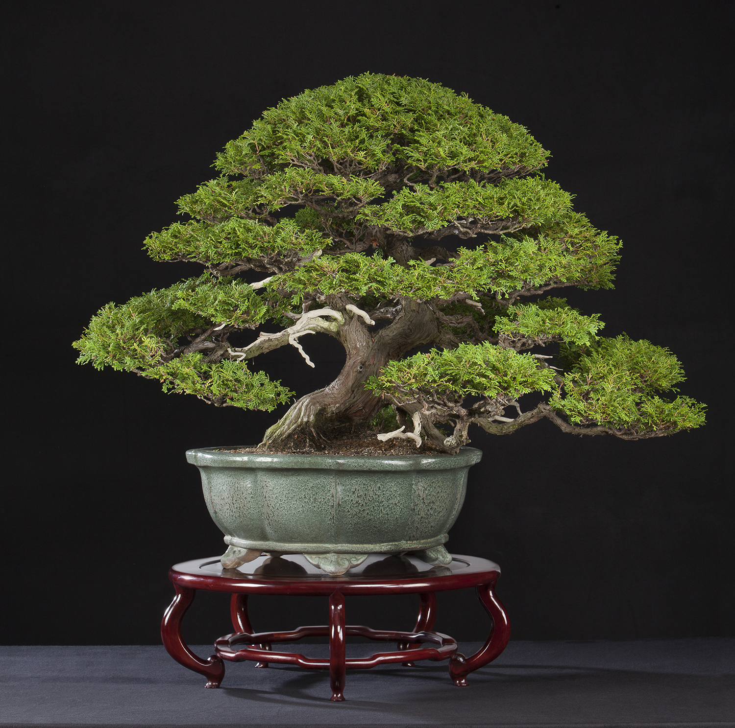 Hinoki-cypress