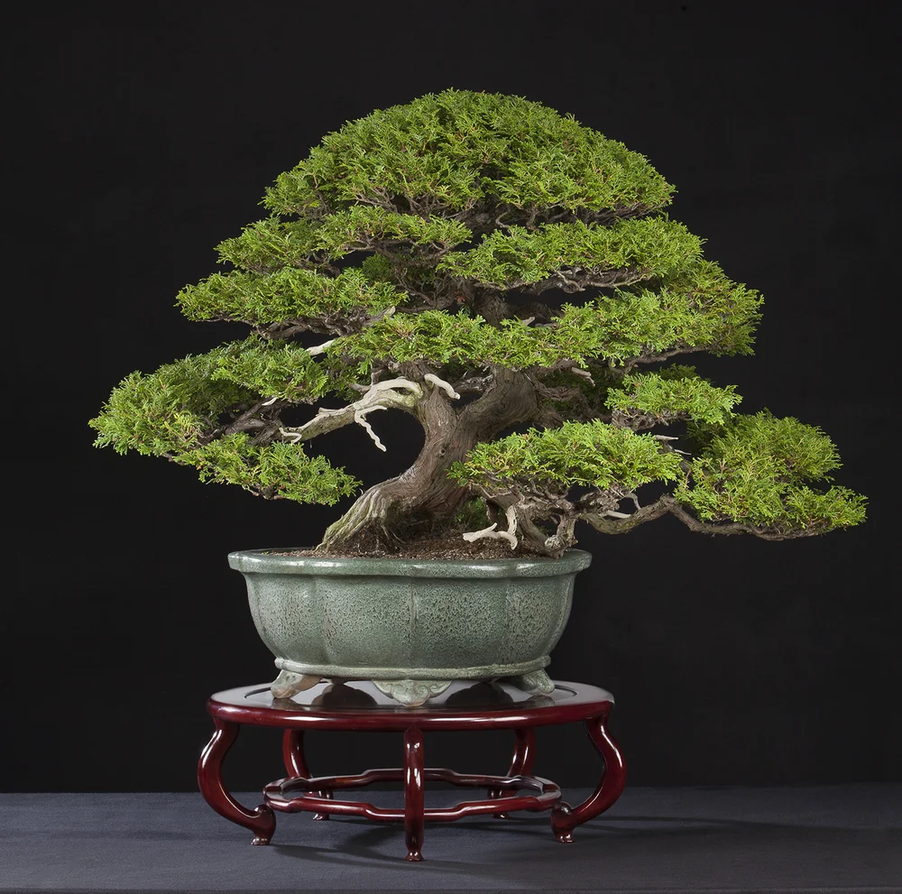 Japanese Collection — National Bonsai Foundation