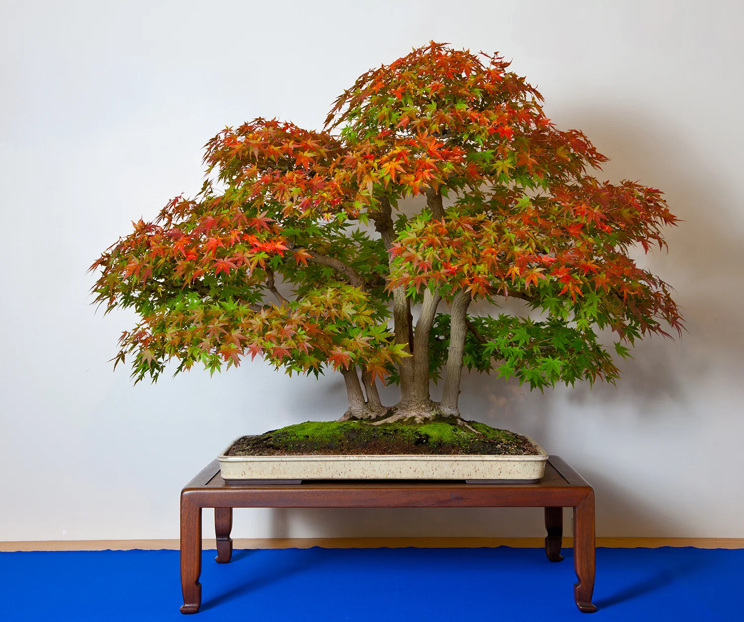Japanese maple