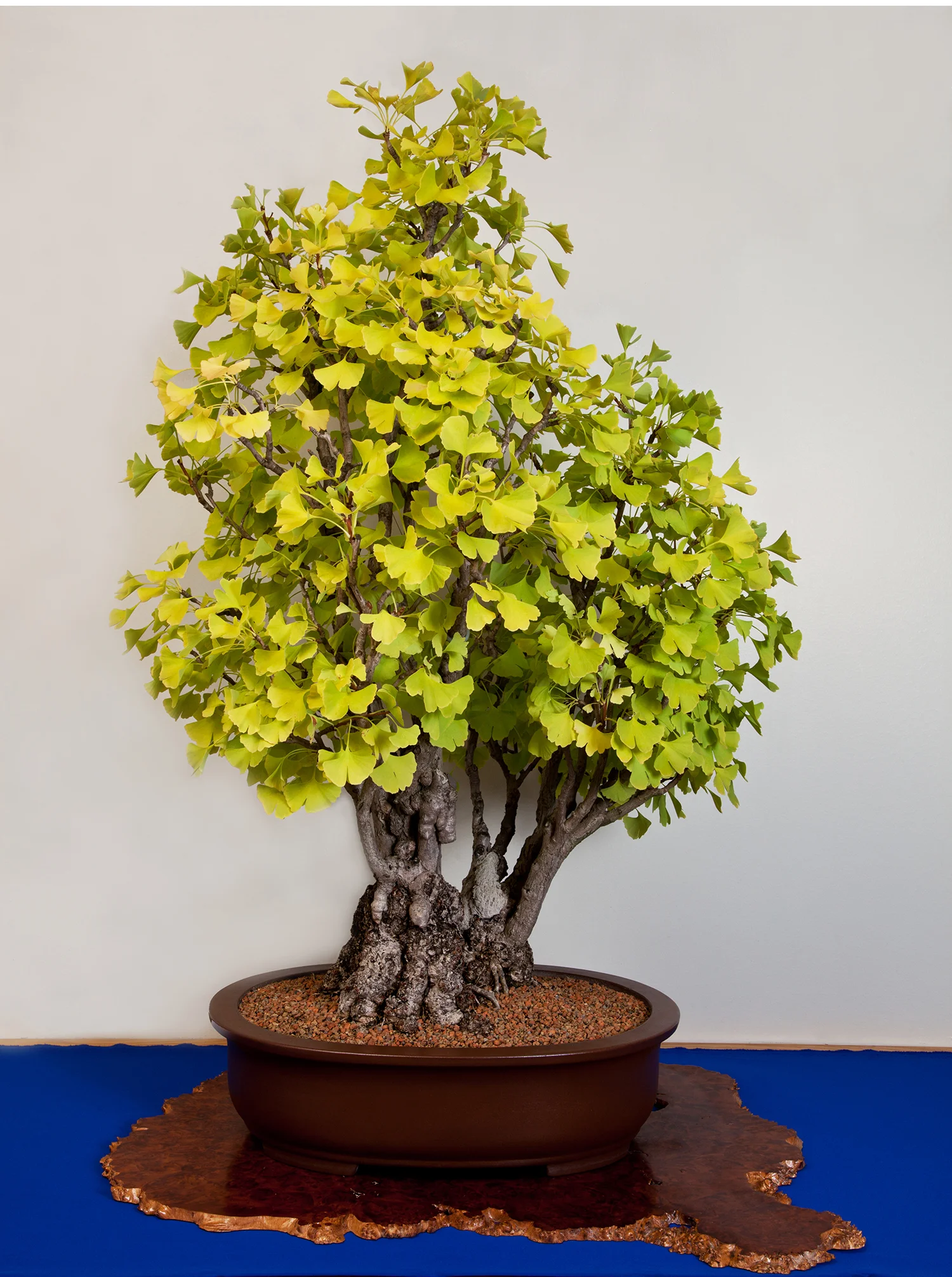 Ginkgo