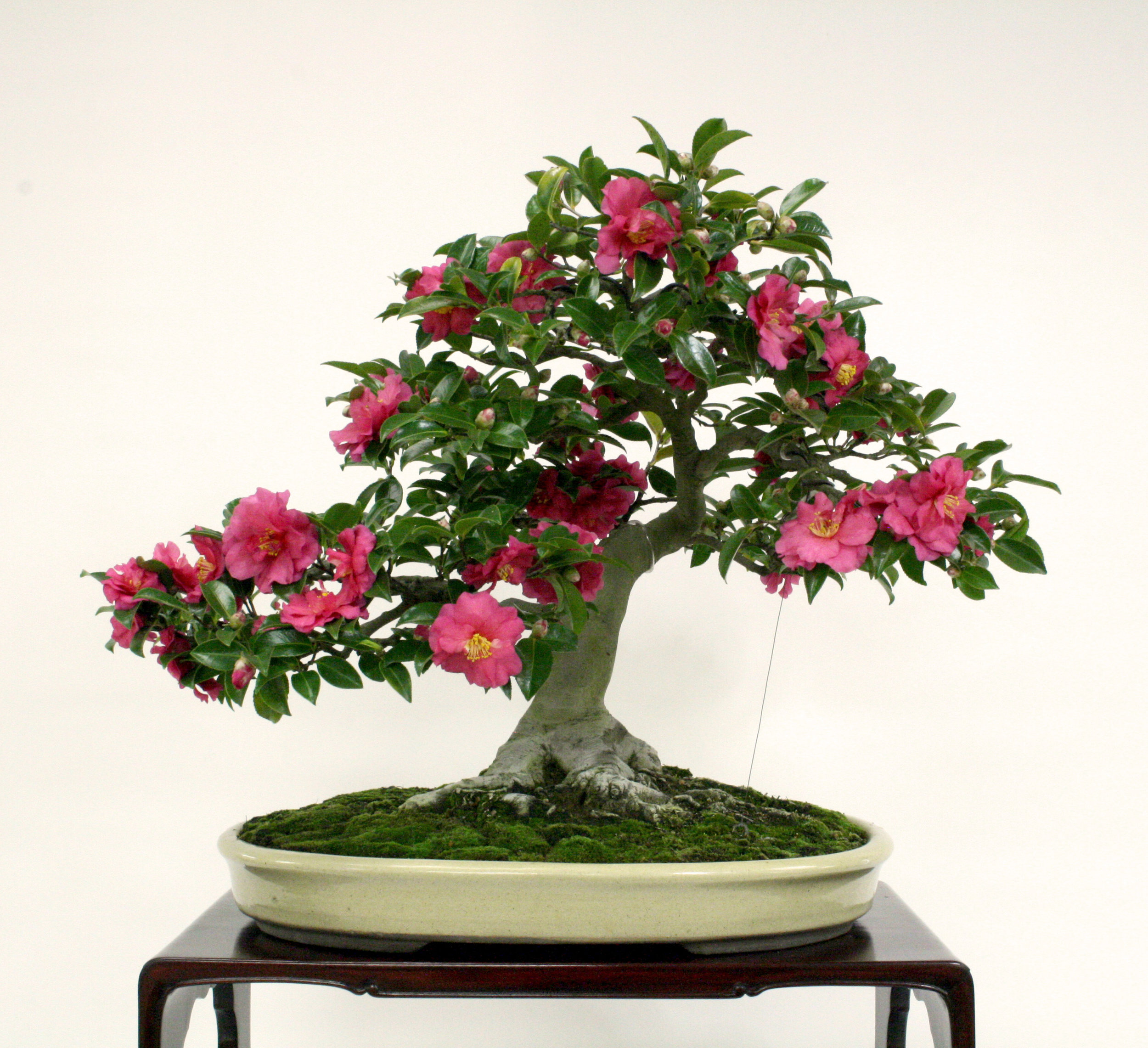   Camellia  x  hiemalis  'Shishigashira'  In training since 1950  Gift of Susumu Nakamura, 2000  The small leaves and flowers of this dwarf camellia make it excellent material for bonsai. Its semi-double pink blossoms usually appear in November. 