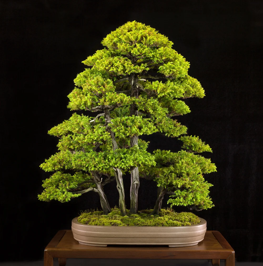 kunstblumen bonsai Oairse 25 cm Kunstpflanze Bonsai Baum im Keramiktopf Künstliche Pflanz main image 1