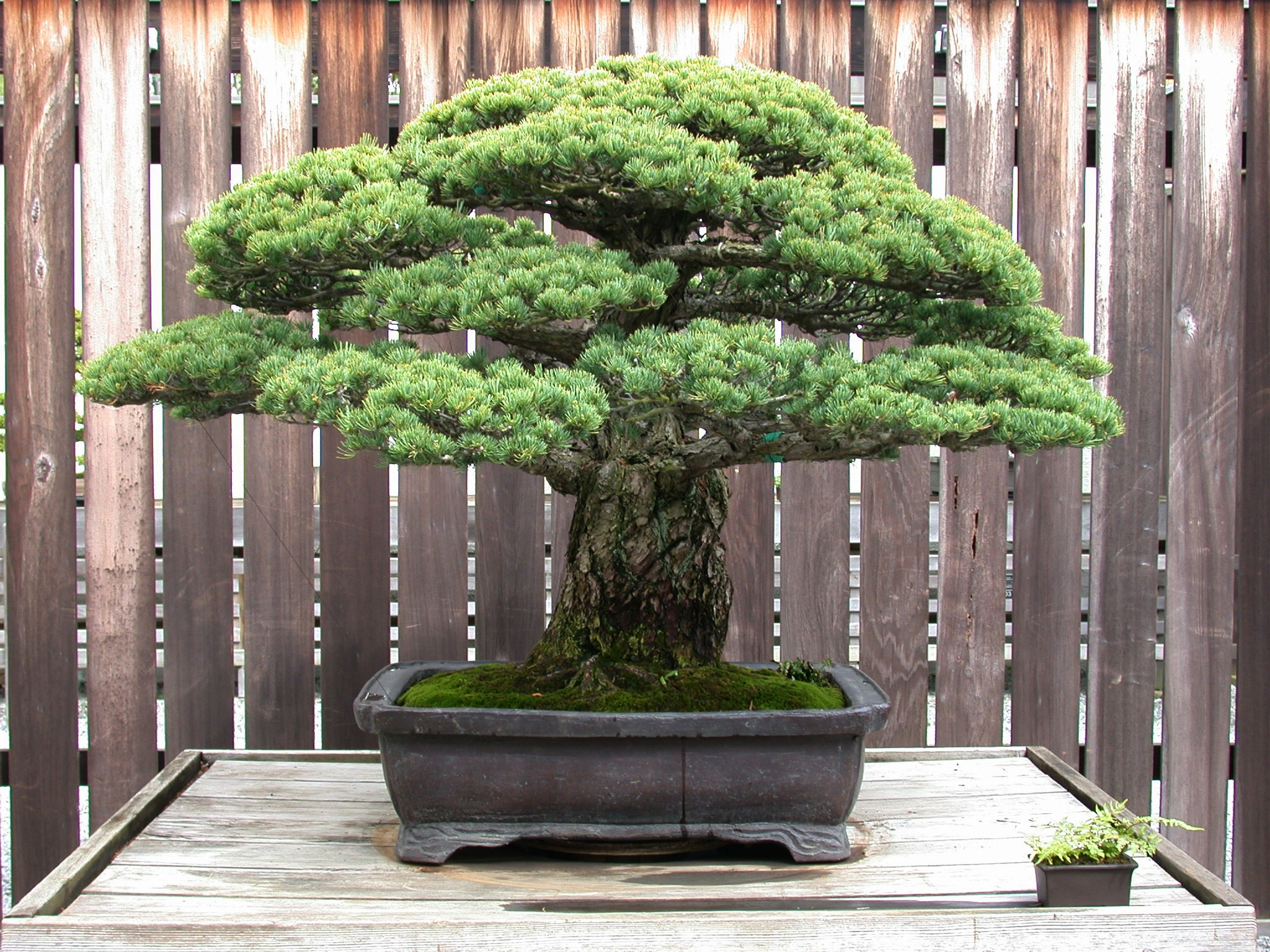 Japanese white pine