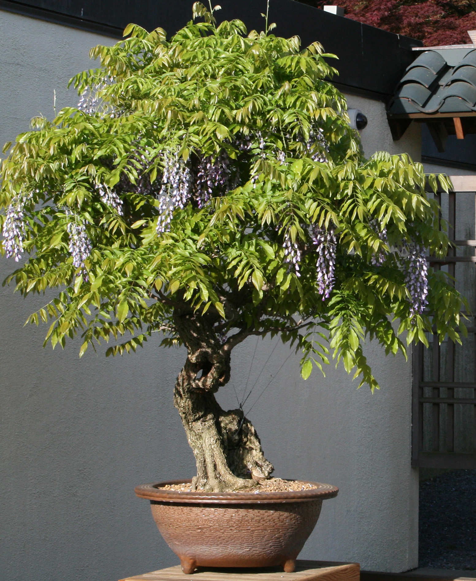 Japanese wisteria