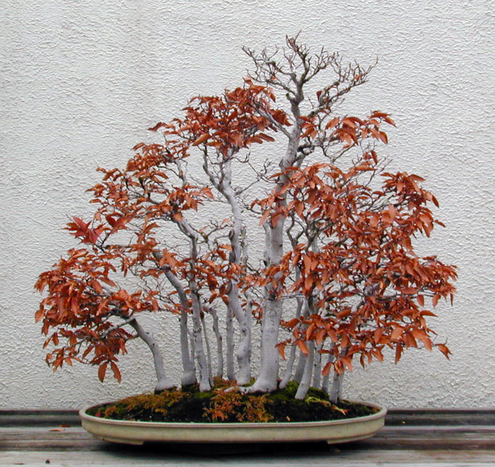 Japanese beech