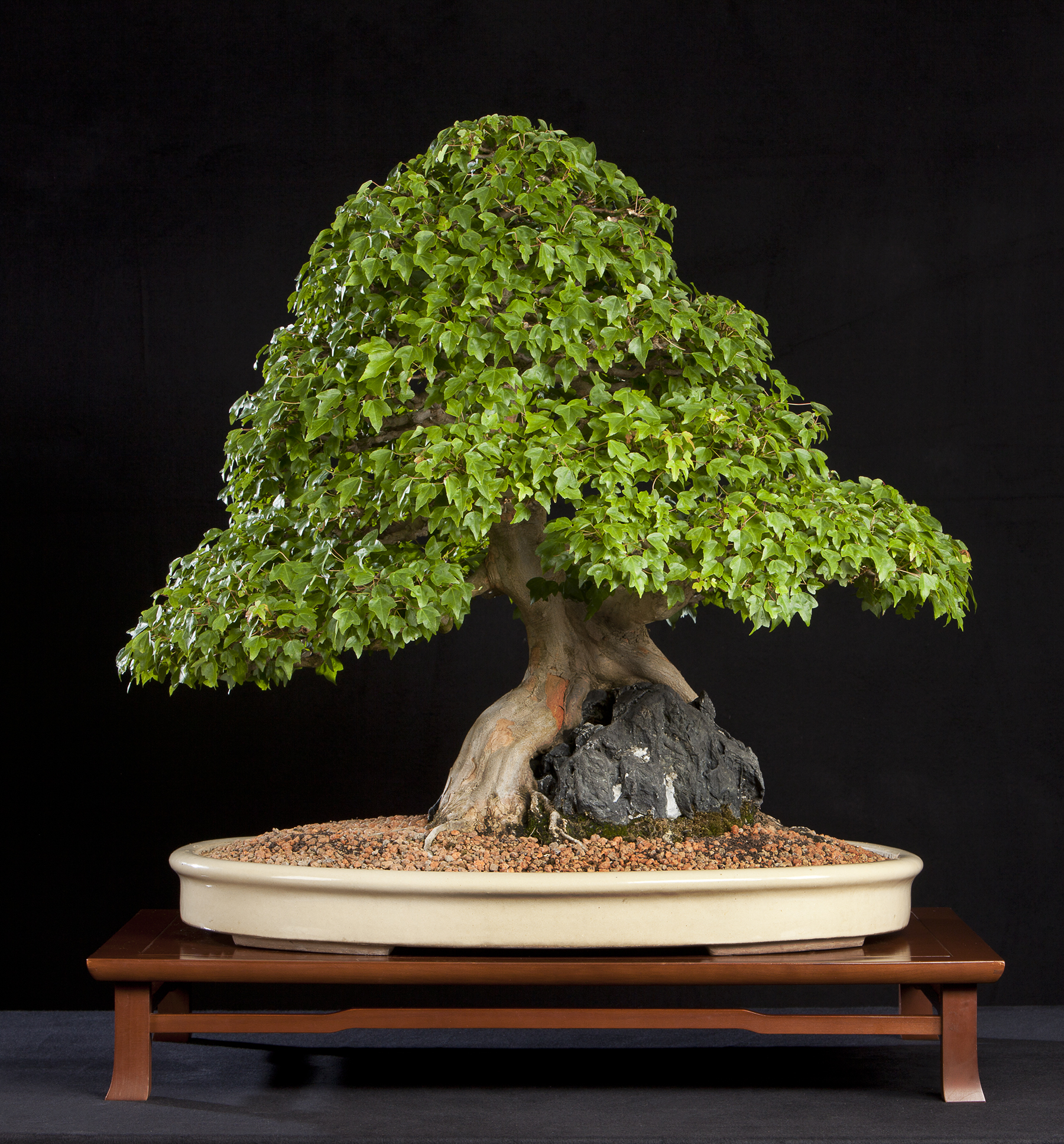 Trident maple