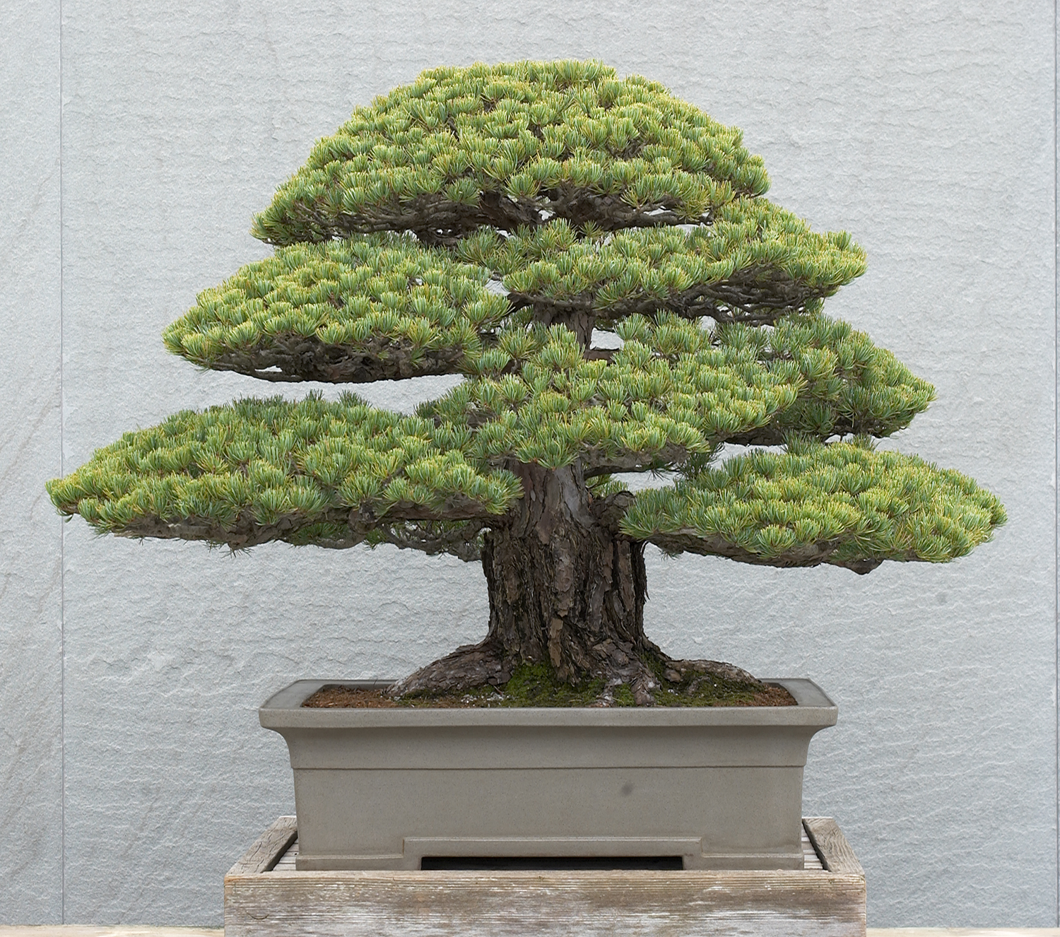 Japanese white pine