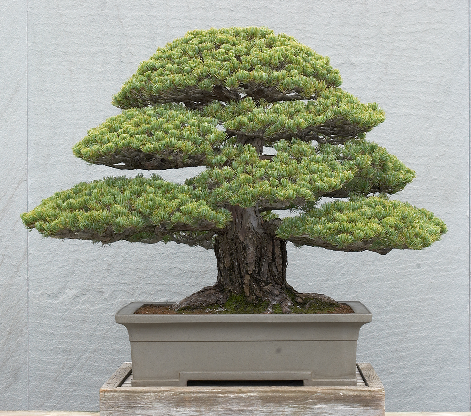 Japanese Collection National Bonsai Foundation