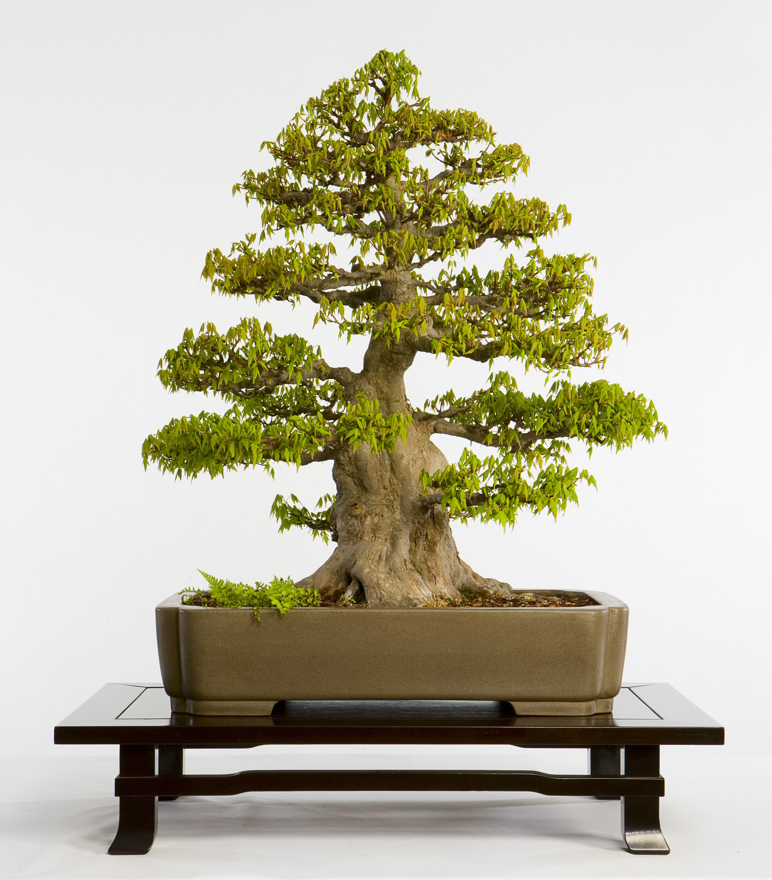 Japanese Collection — National Bonsai Foundation