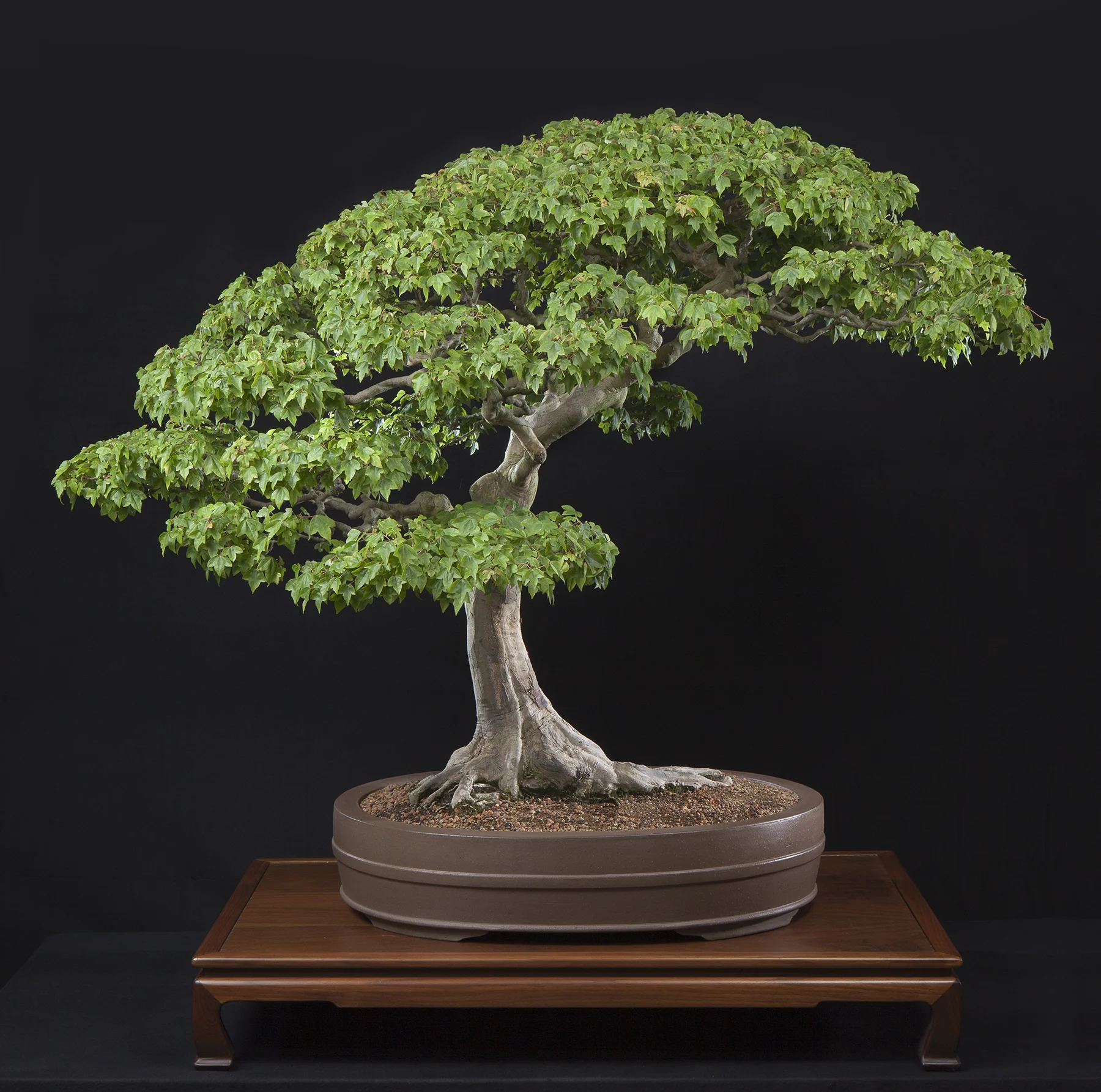 Trident maple