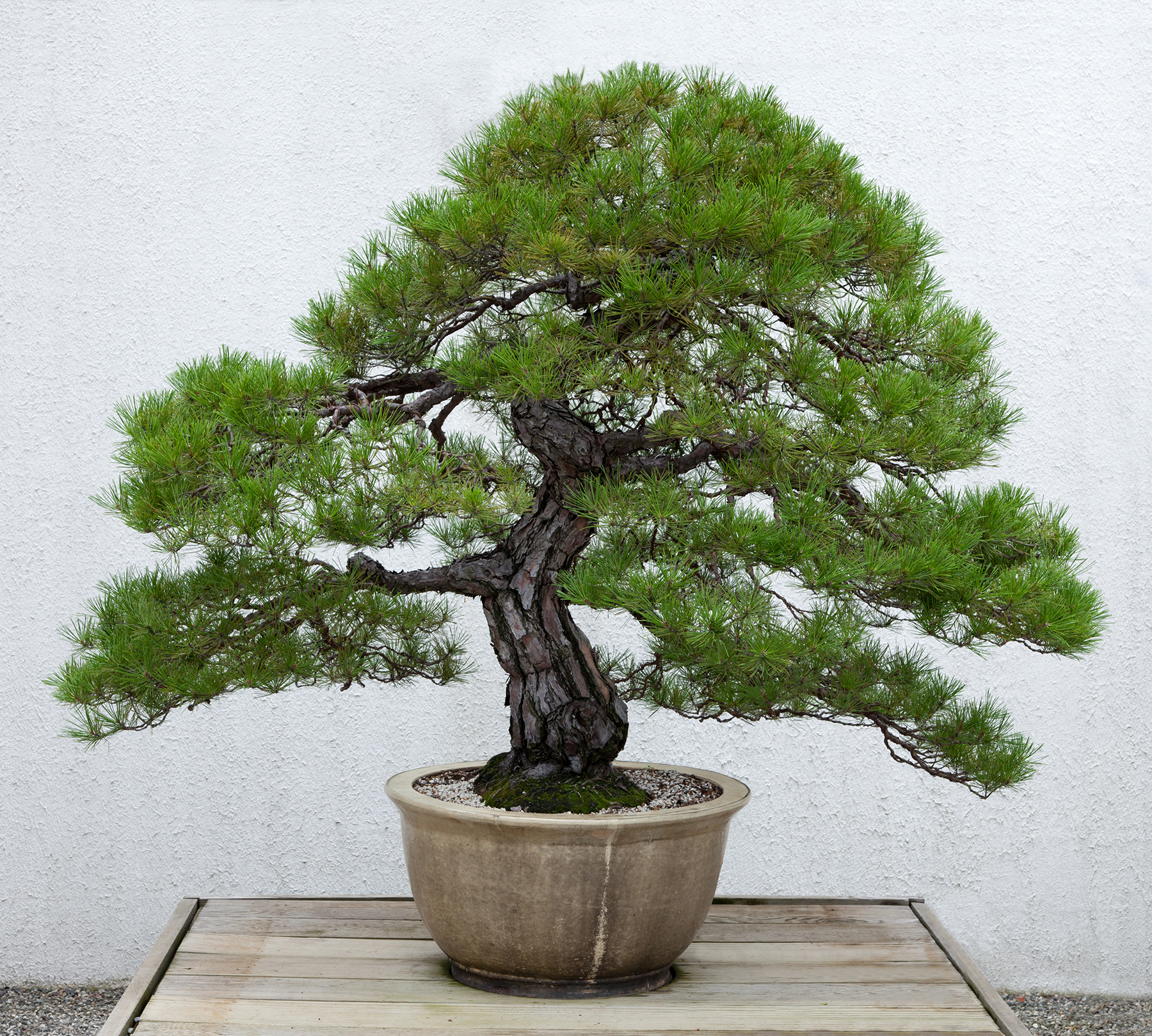 Japanese red pine