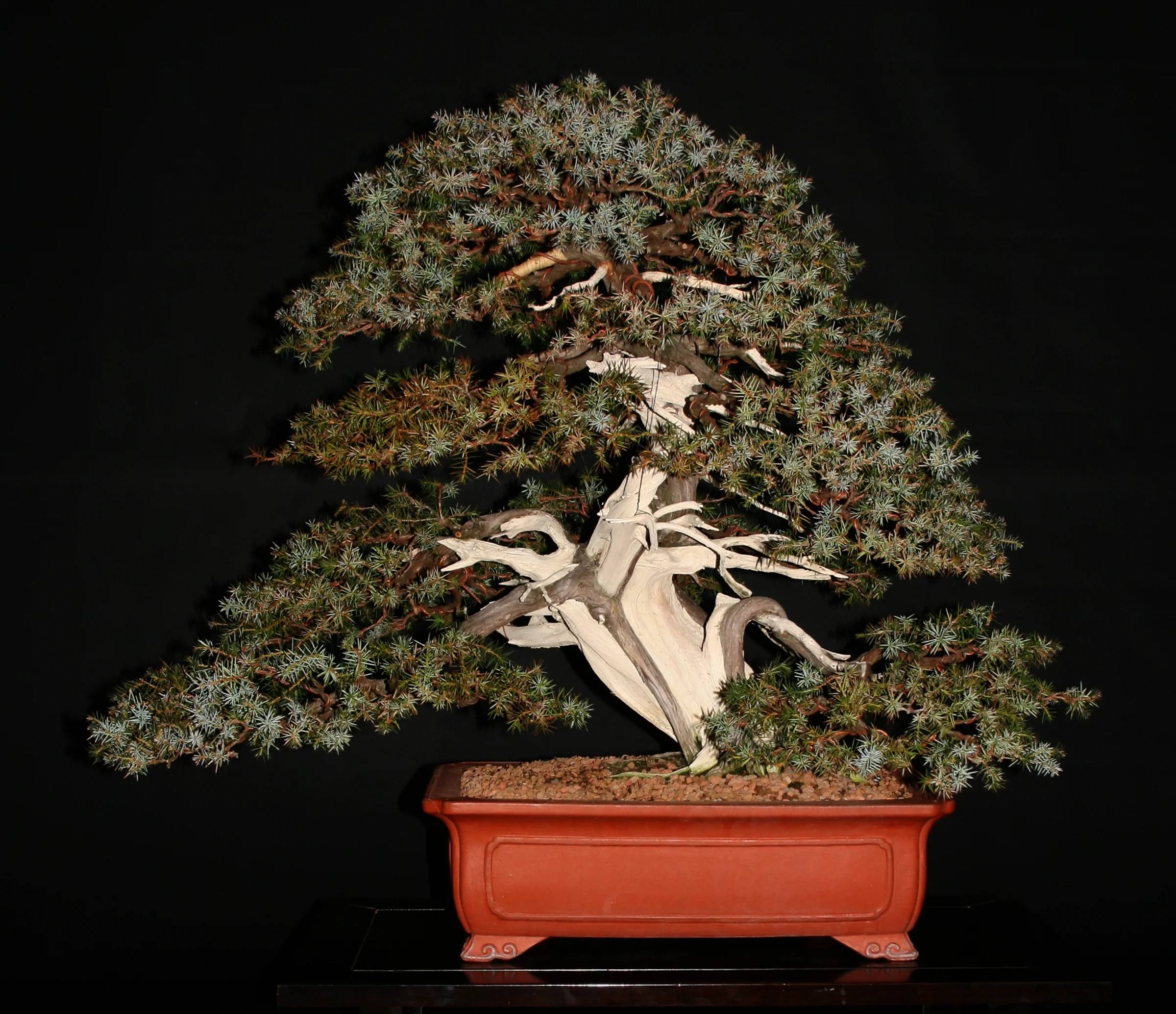Needle juniper
