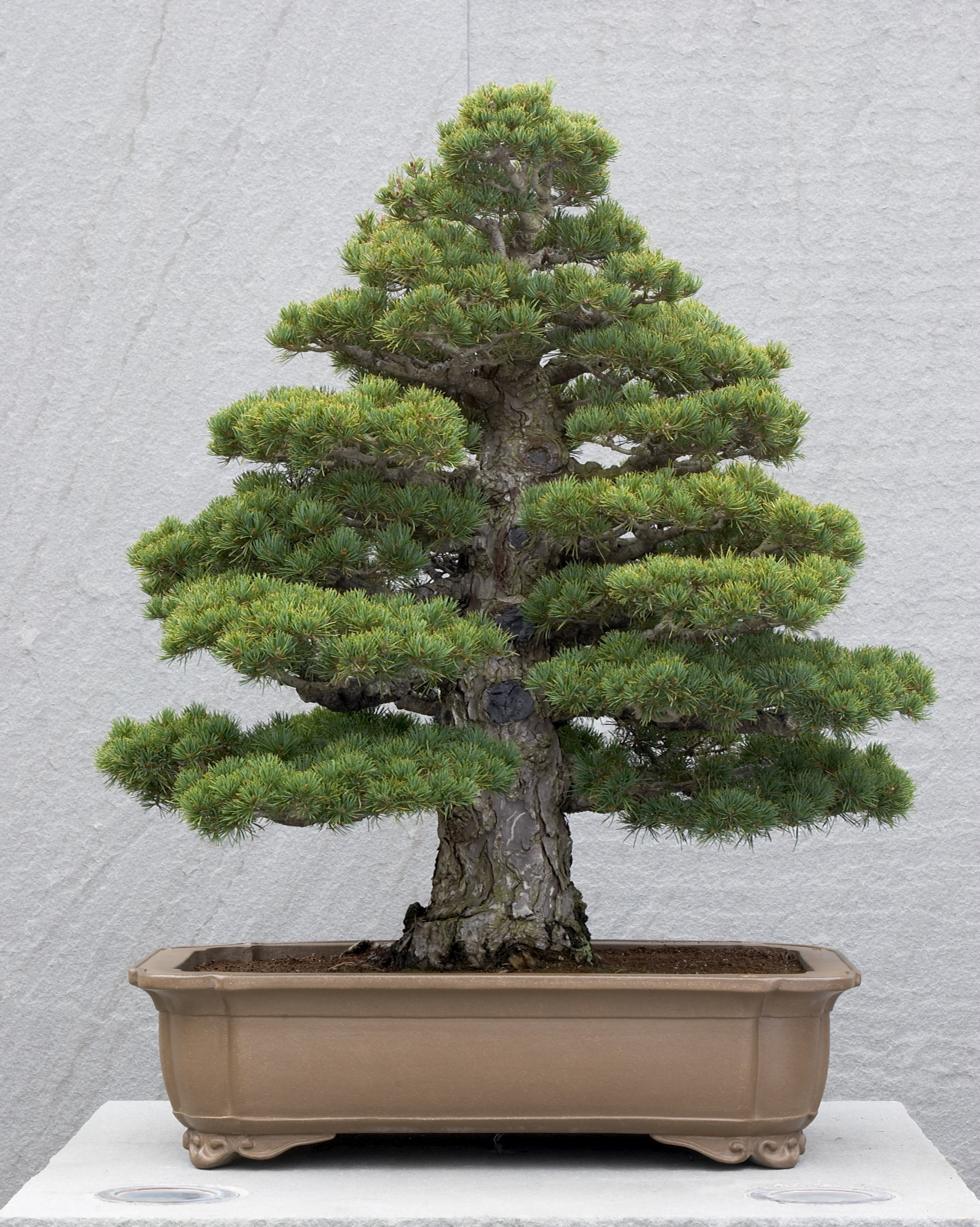 Imperial family's bonsai to go on display to mark end of Heisei Era