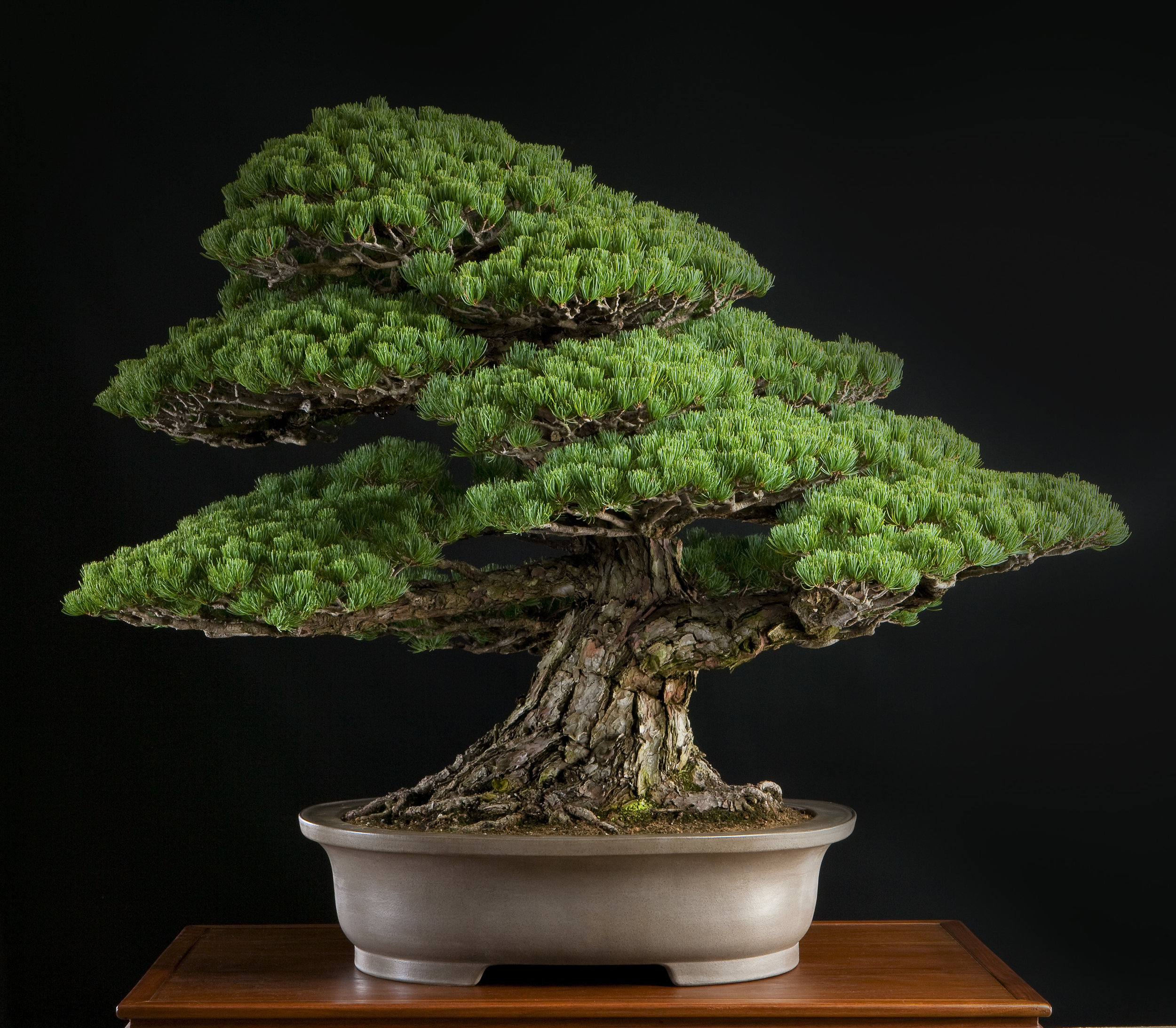 Japanese white pine