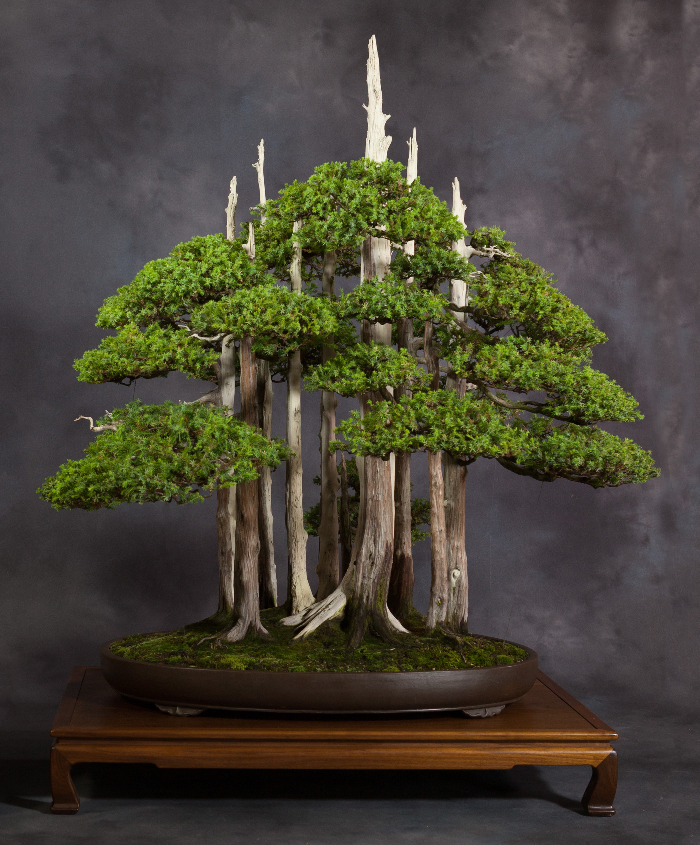 example #2 of bonsai