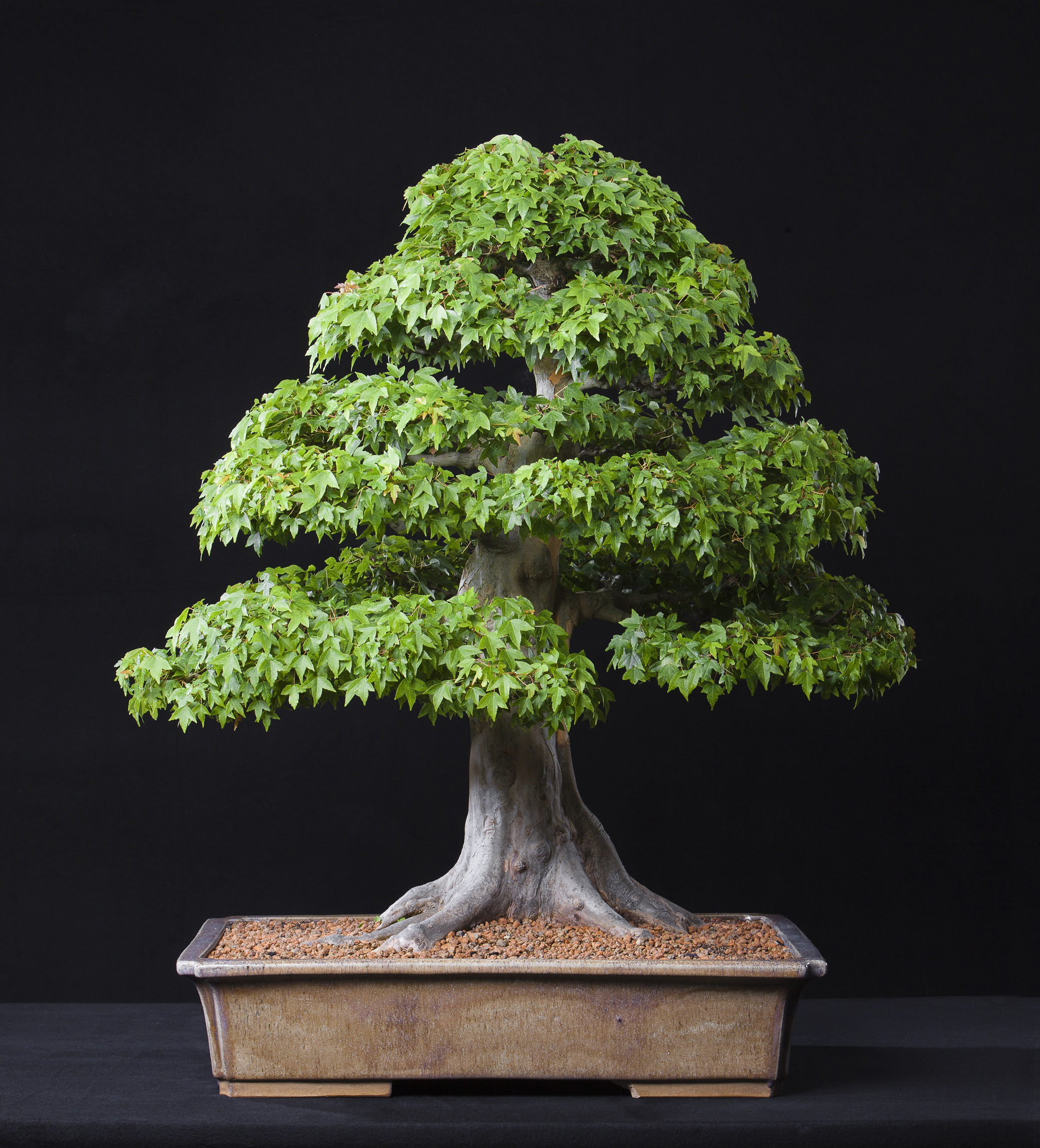 North American Collection National Bonsai Foundation