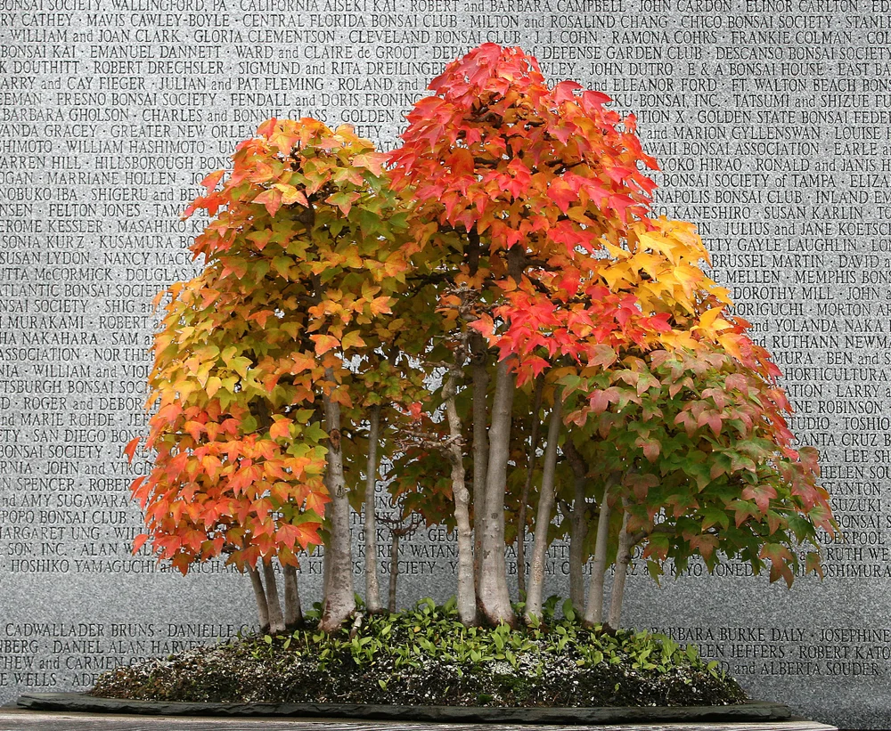 North American Collection  National Bonsai Foundation