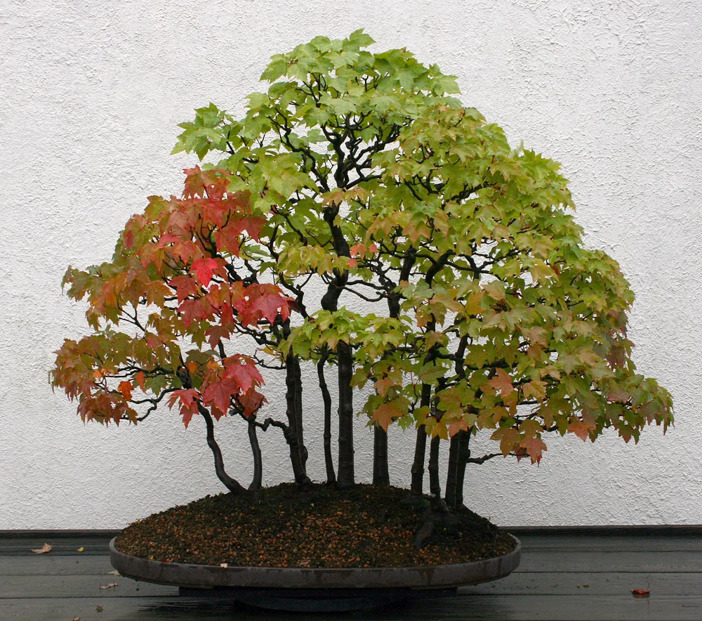 North American Collection  National Bonsai Foundation