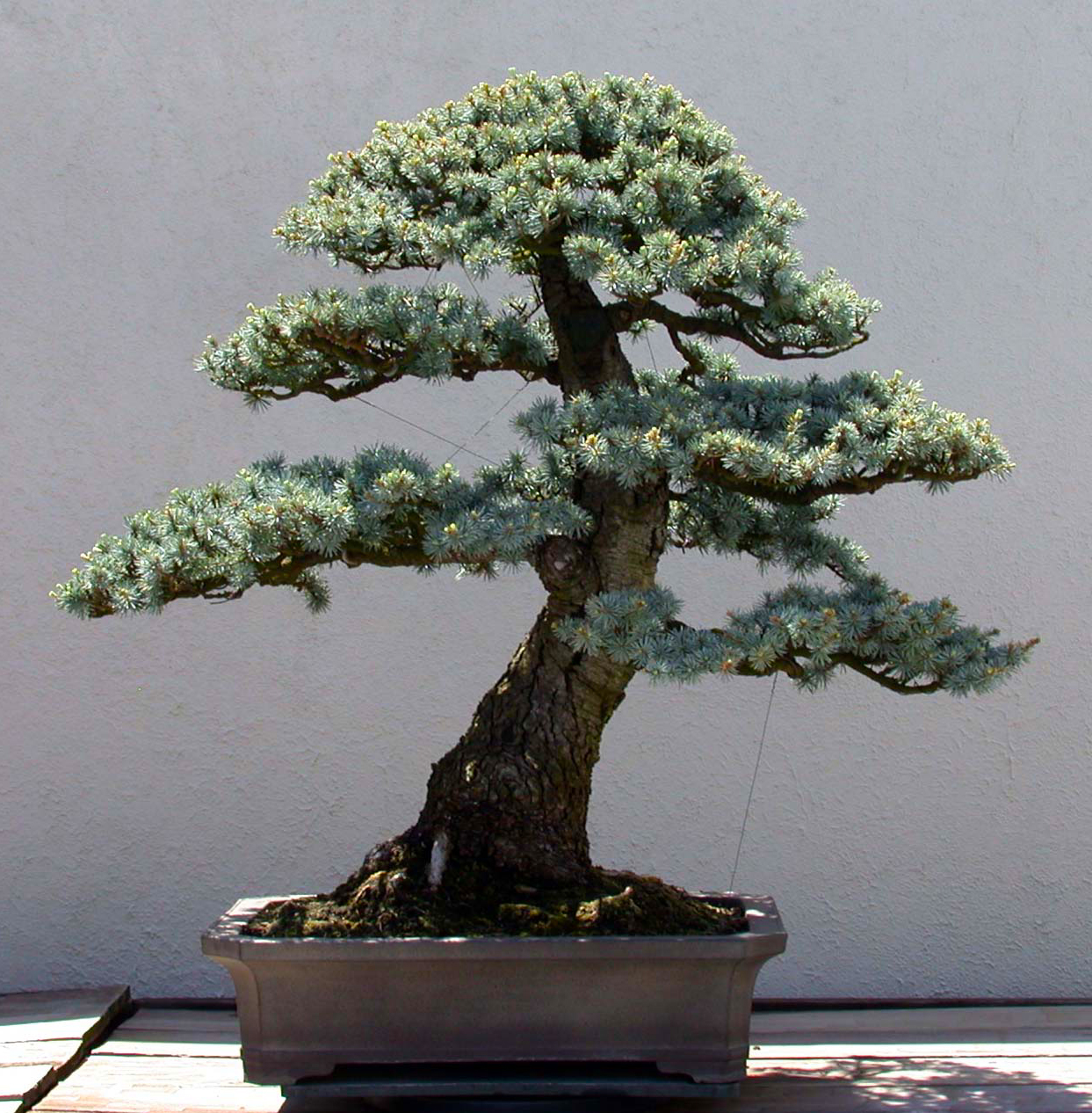 Blue Atlas Cedar