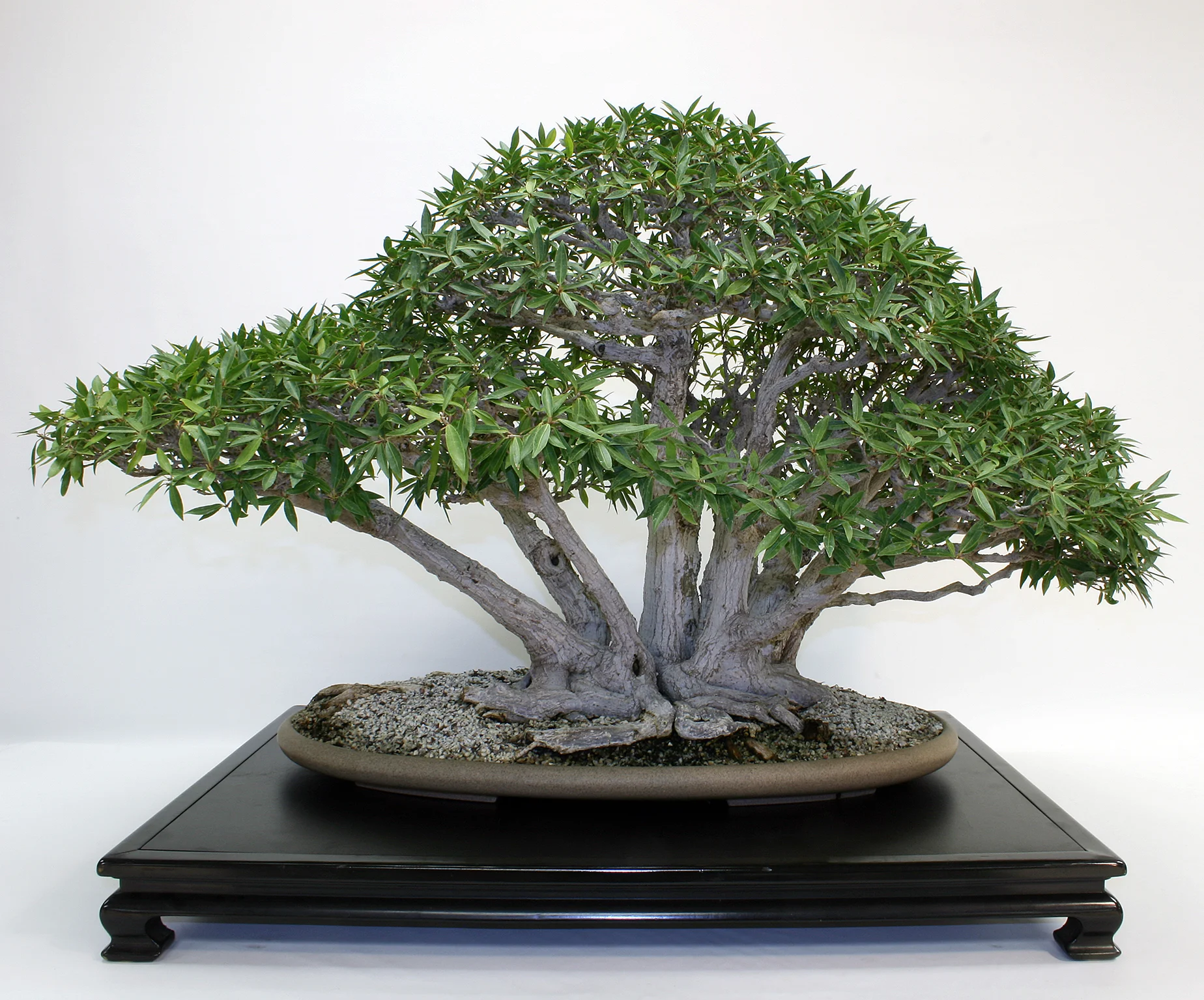 Willow-leaf Ficus