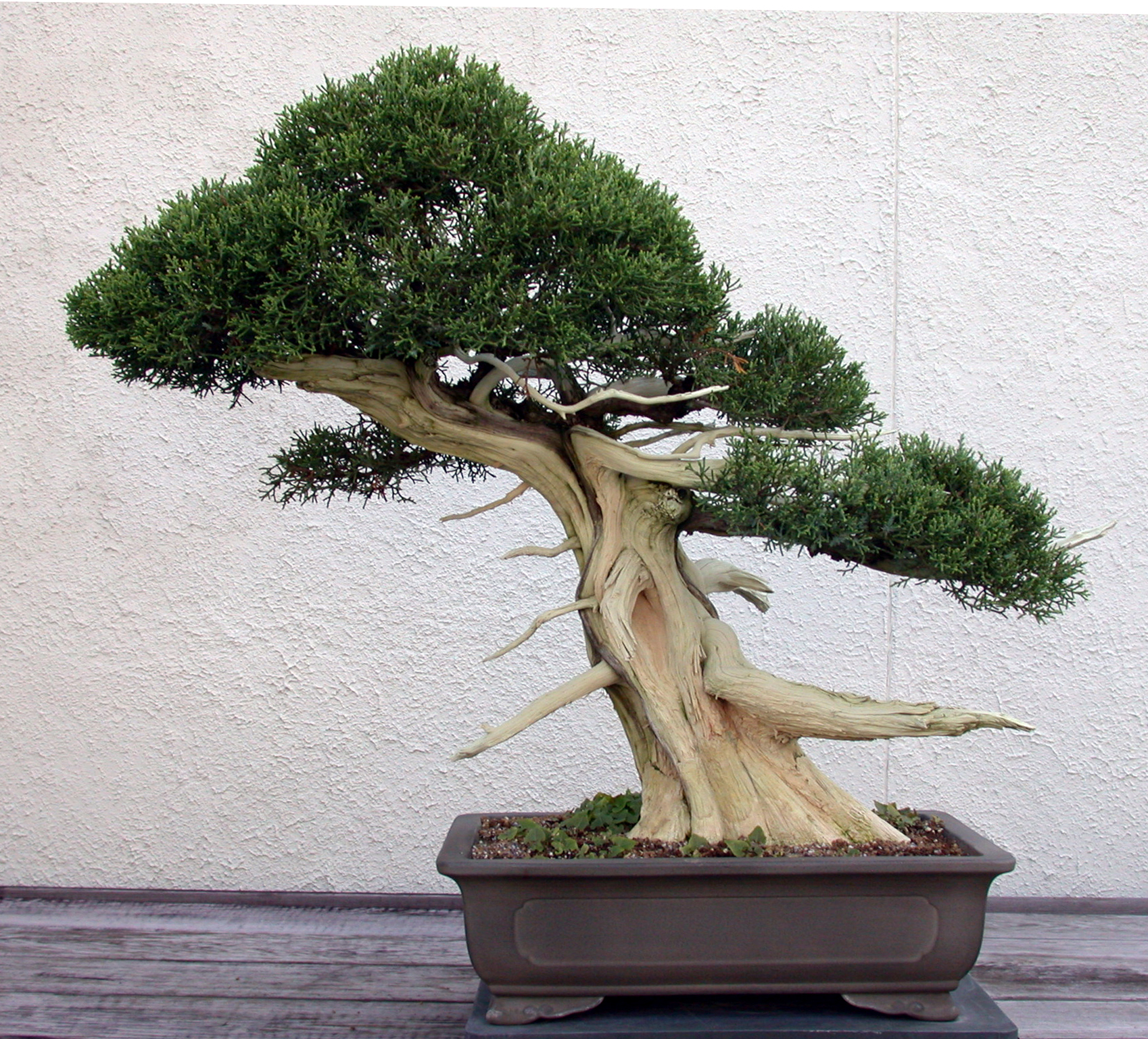 California Juniper