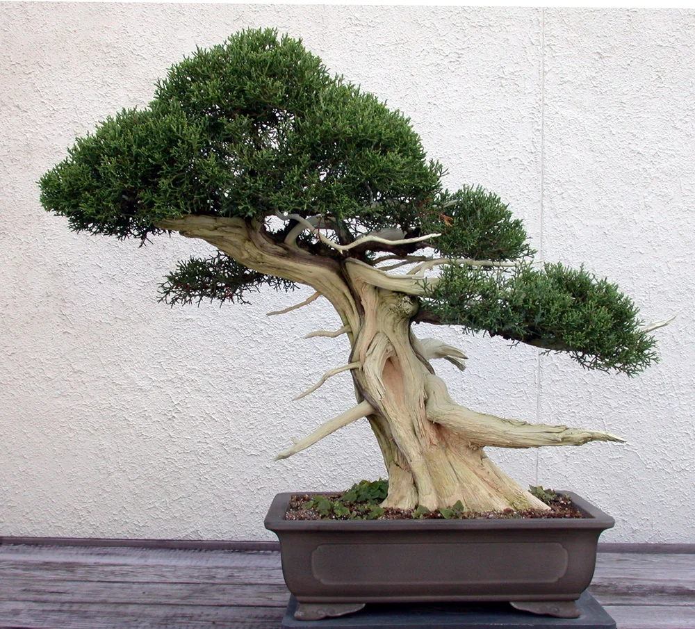 hinoki sekka bonsai Japan🇯🇵Sekka Hinoki Cypress (セッカヒノキ) (with video attached) – BONSAI PLAN+T