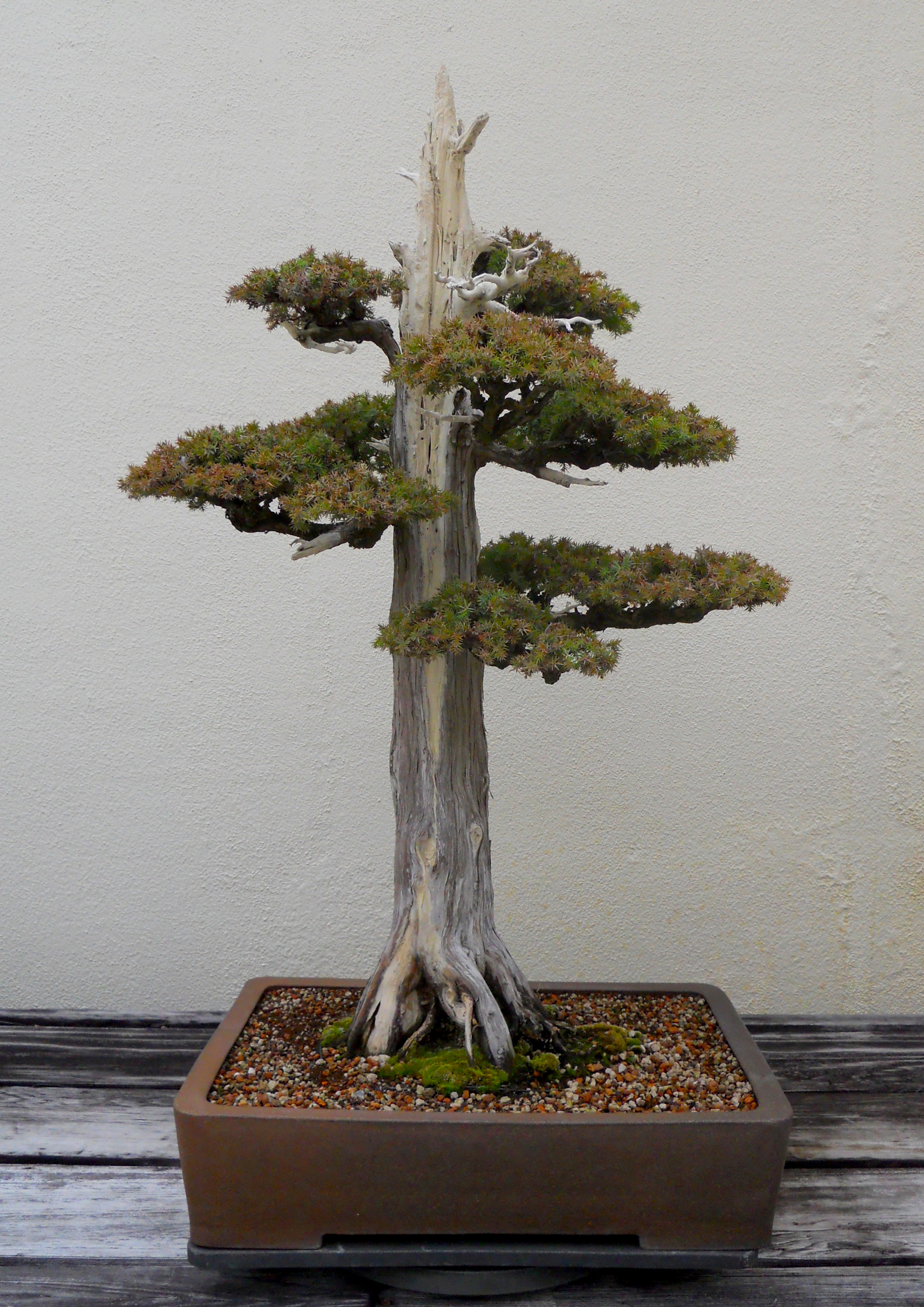 Chinese Juniper