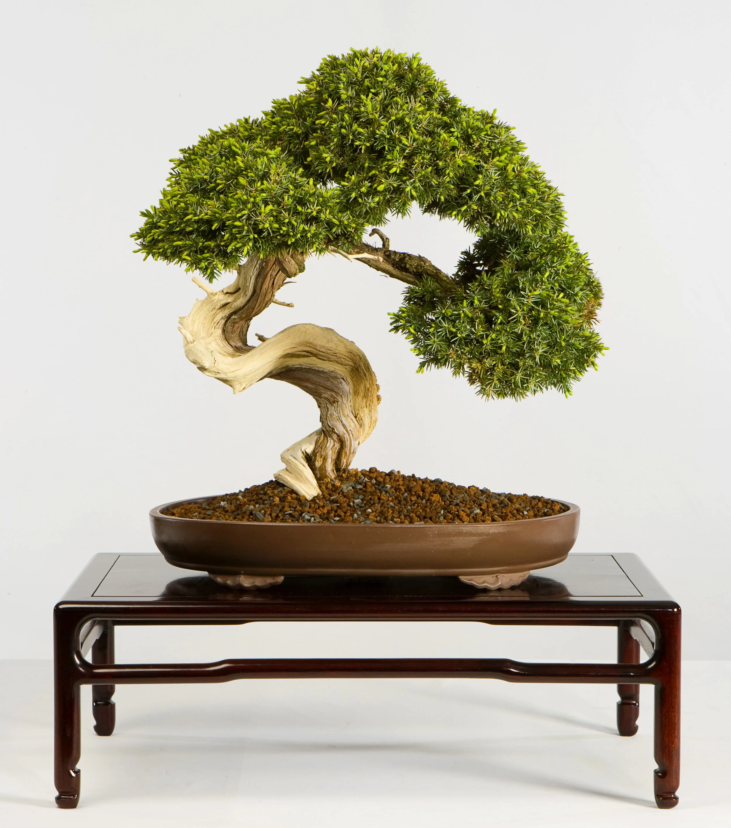 Pasture Juniper