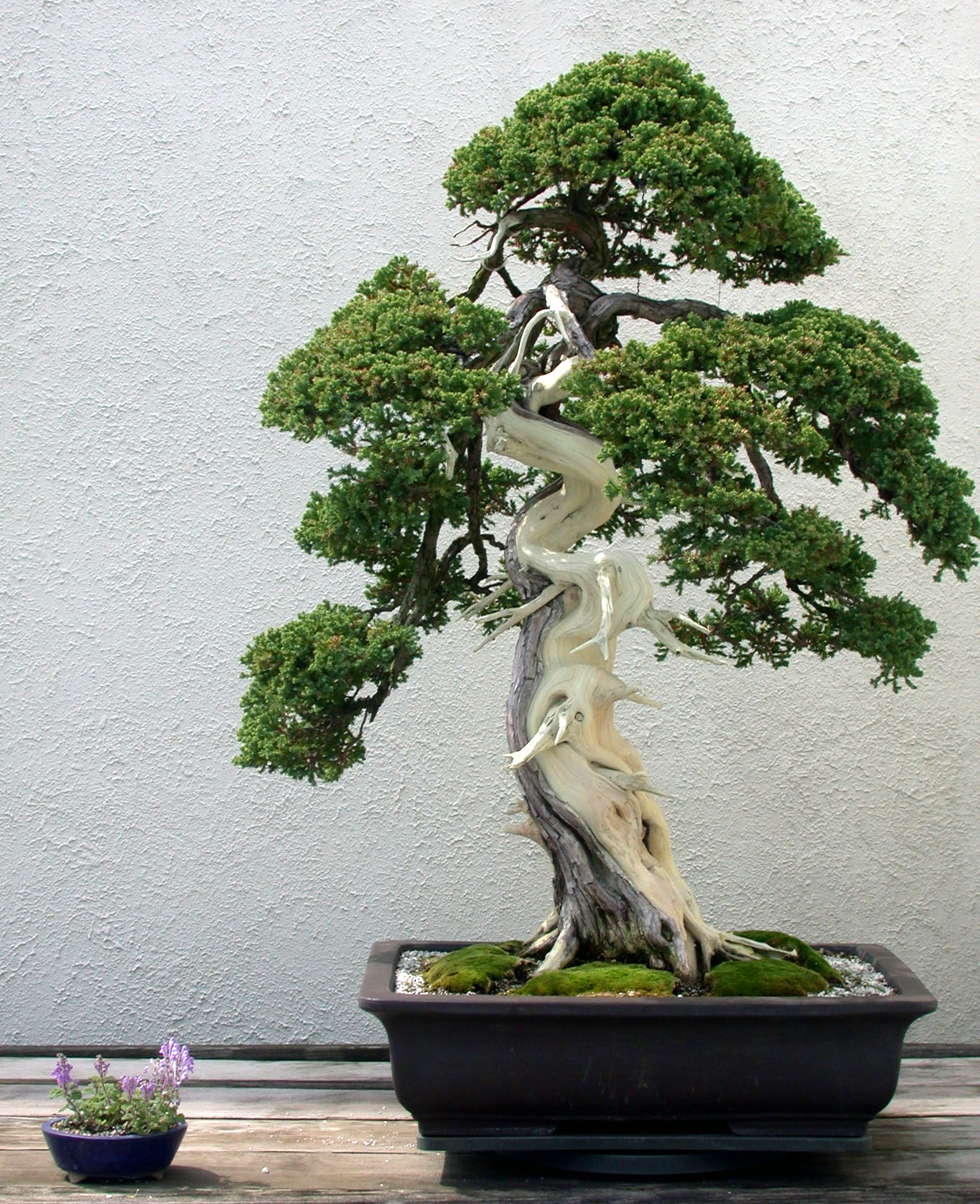 Japanese Garden Juniper