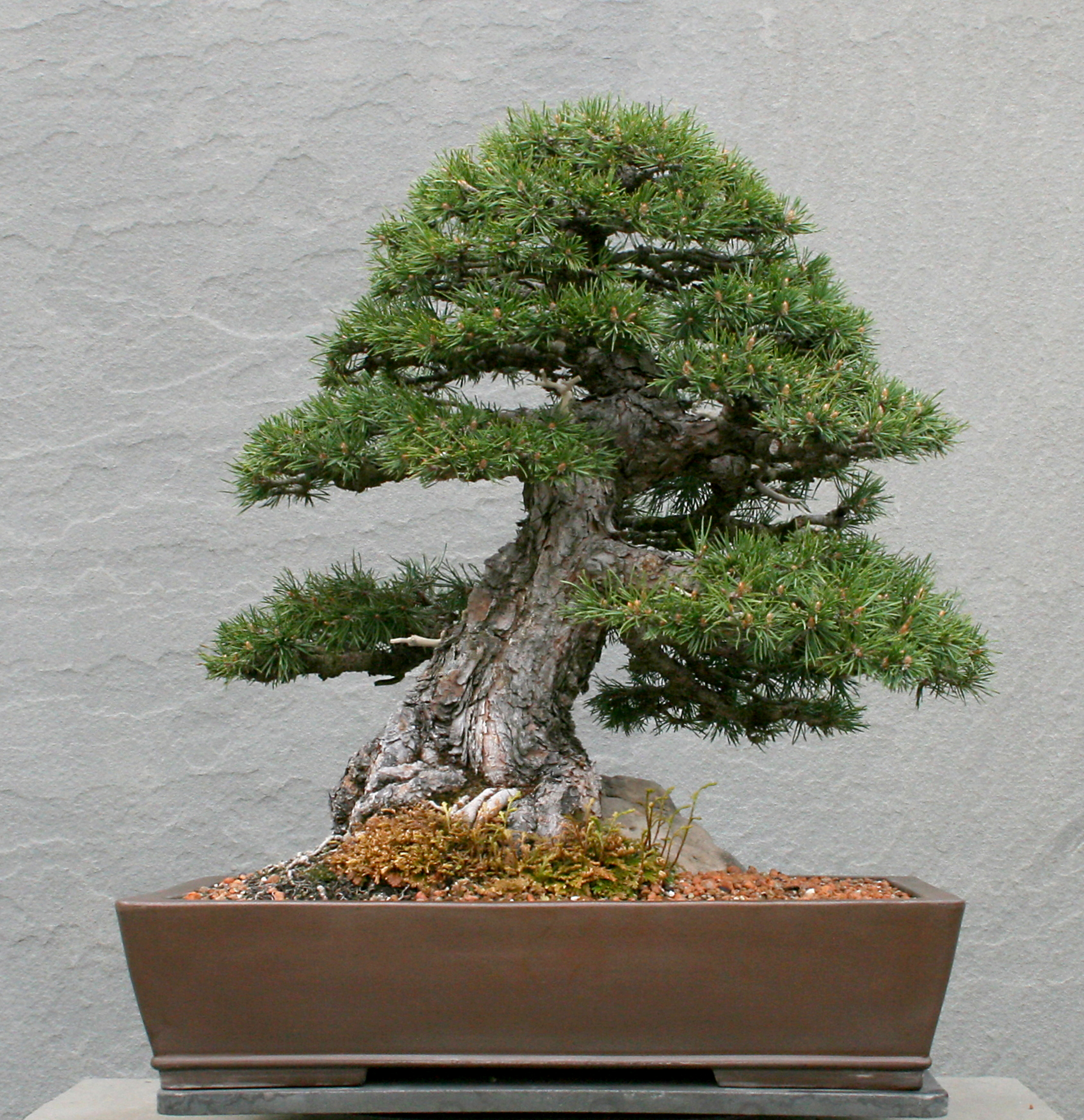 Scots Pine