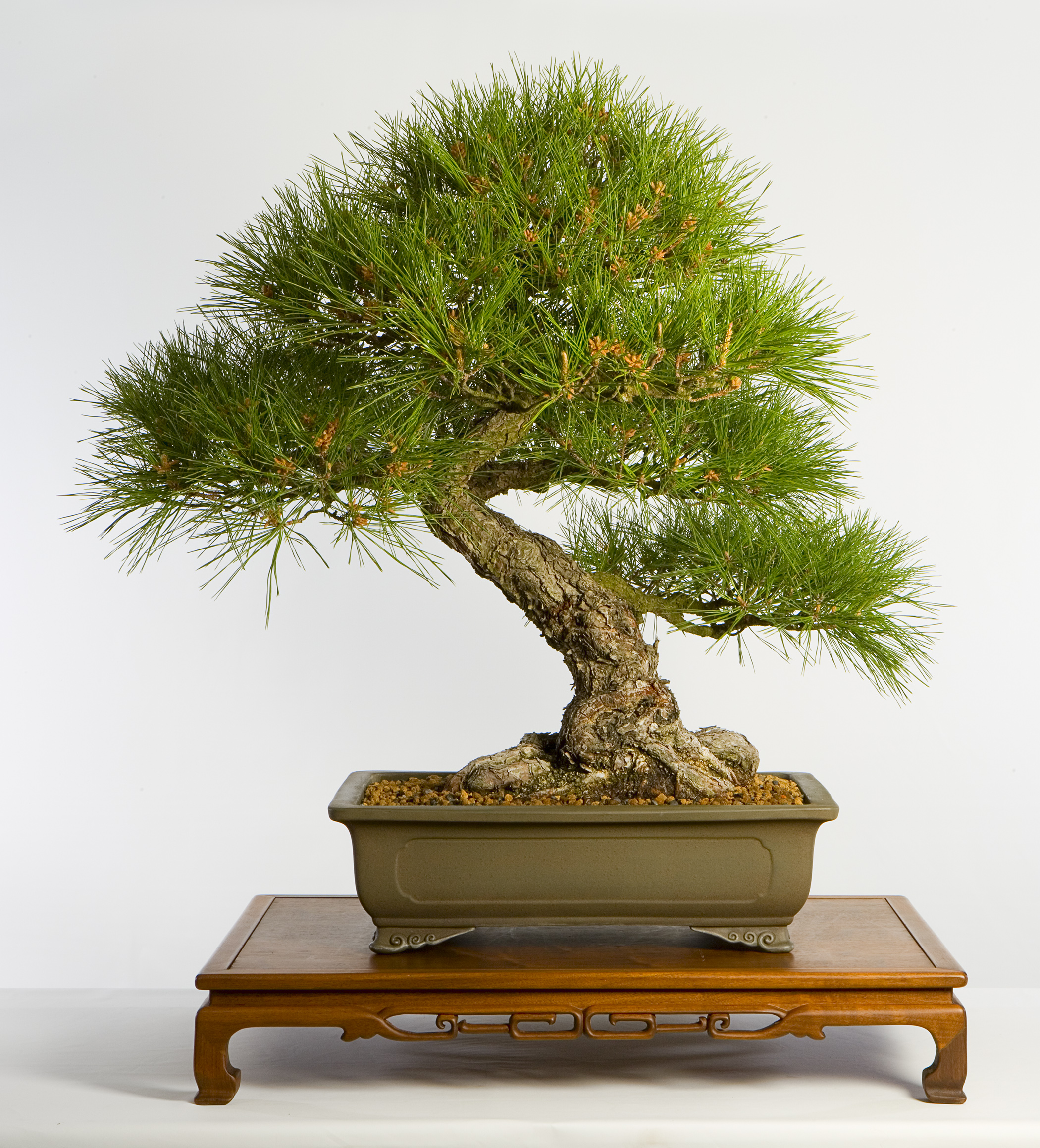 Japanese Black Pine