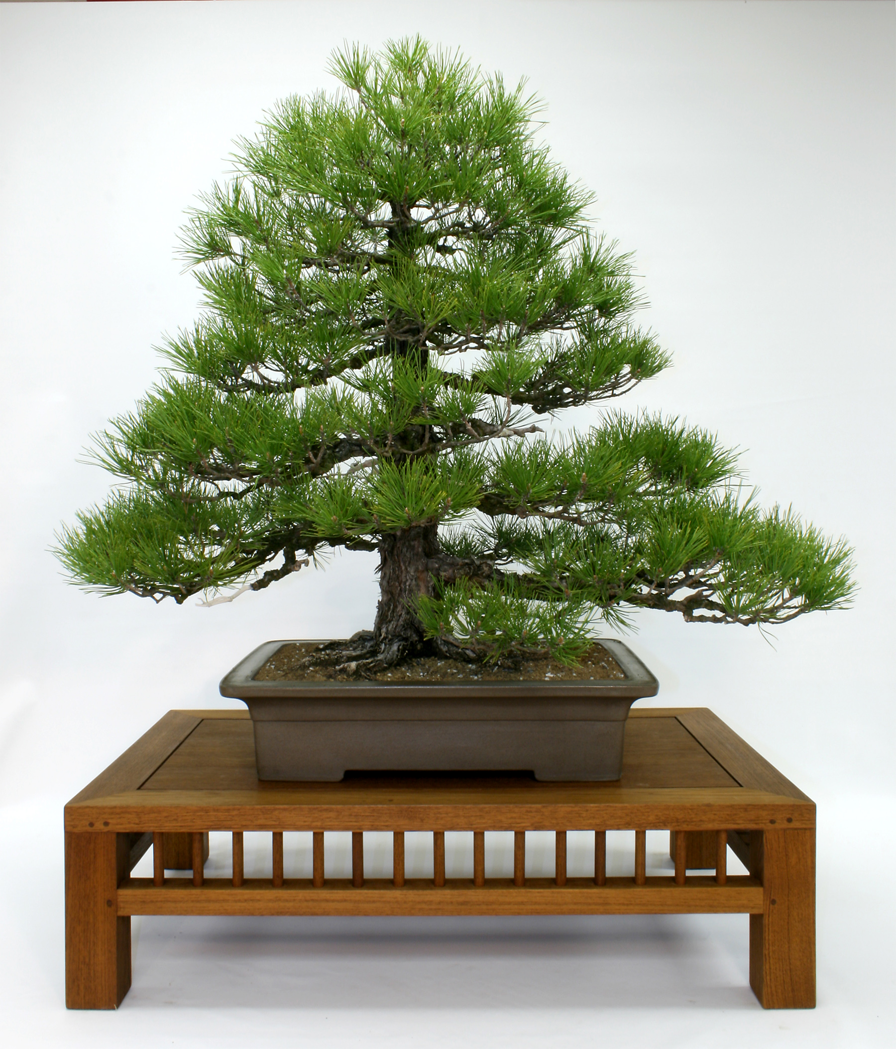 Japanese Black Pine