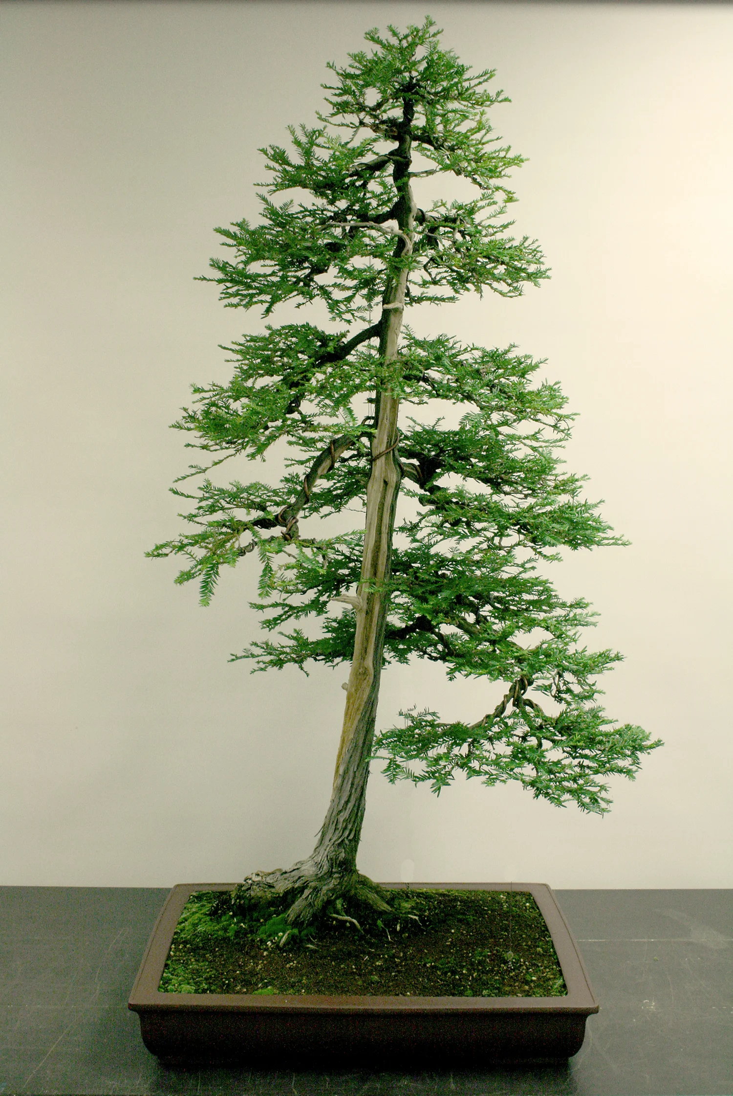 Coastal Redwood